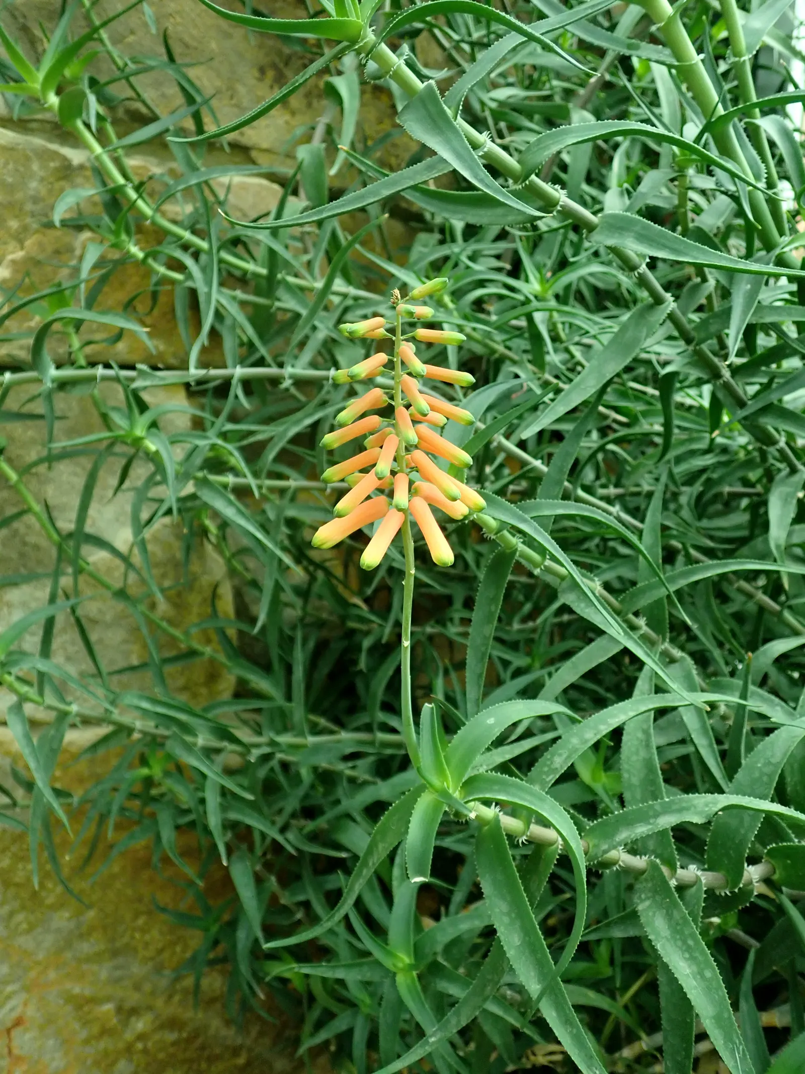 Climbing Aloe (Aloe Ciliaris) — USDA Hardiness zones for this plant fall between 9 and 11; the flowers are arranged on tall