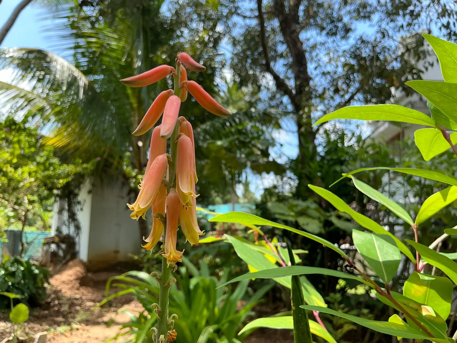 Climbing Aloe (Aloe Ciliaris) — Its green, lance-shaped leaves bear soft teeth, and it flourishes in USDA zones 9-11; the leaves might store water, image 54
