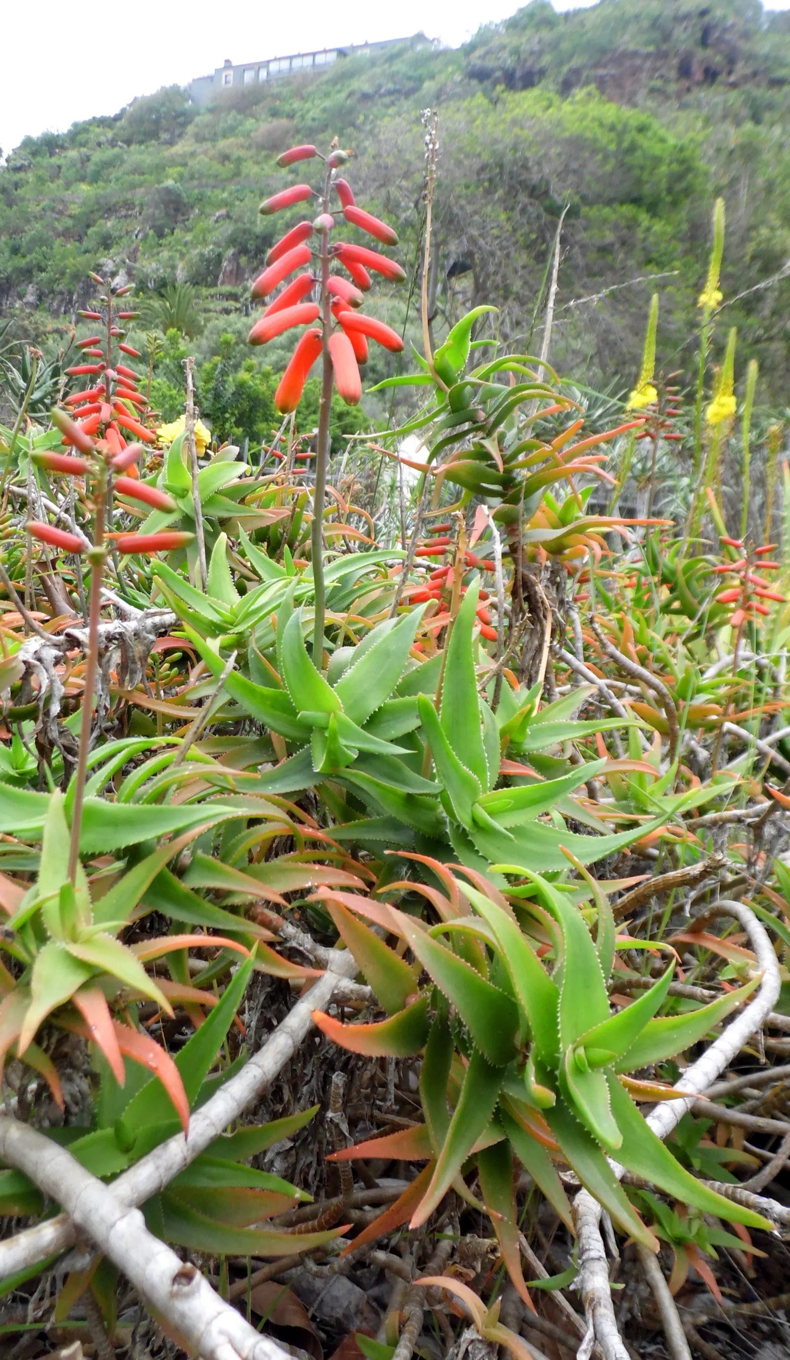 Climbing Aloe (Aloe Ciliaris) — dry environments.<br><br>From fall to early winter