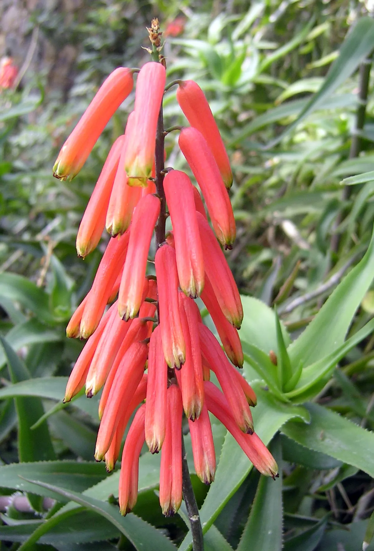 Climbing Aloe (Aloe Ciliaris) — lance-shaped leaves arranged in a rosette pattern