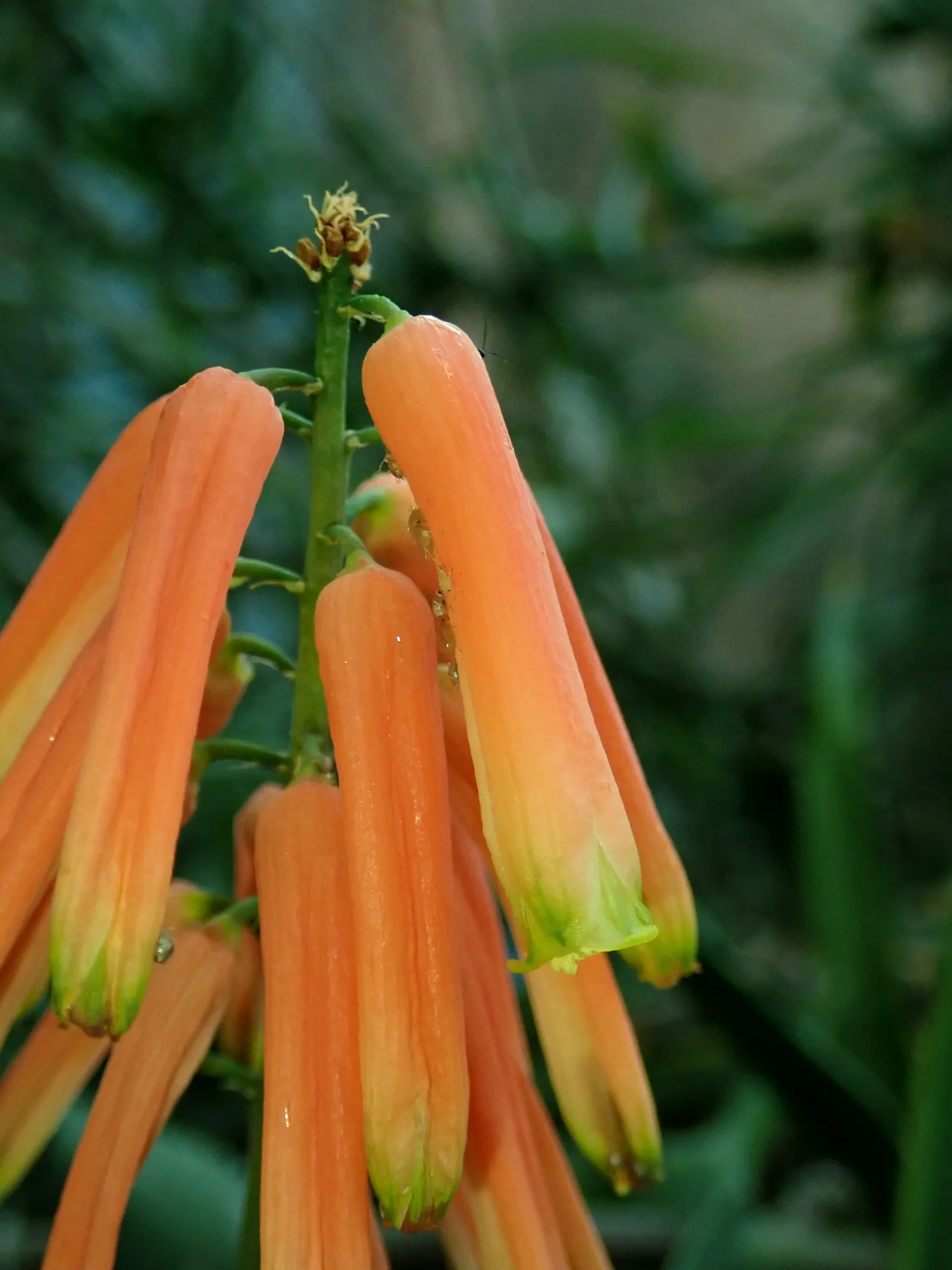Climbing Aloe (Aloe Ciliaris) — with soft teeth along the margins