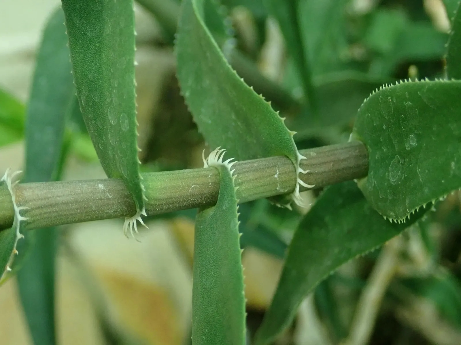 Climbing Aloe (Aloe Ciliaris) — The leaves are typically around 4-6 inches in length