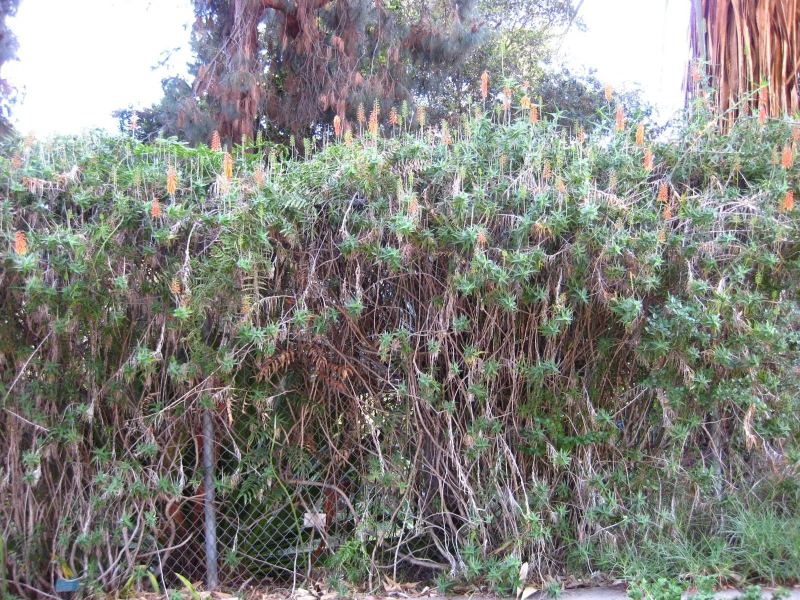 Climbing Aloe (Aloe Ciliaris) — This species hails from the Eastern Cape of South Africa and is the fastest-growing among its aloe cousins; predominantly in an
