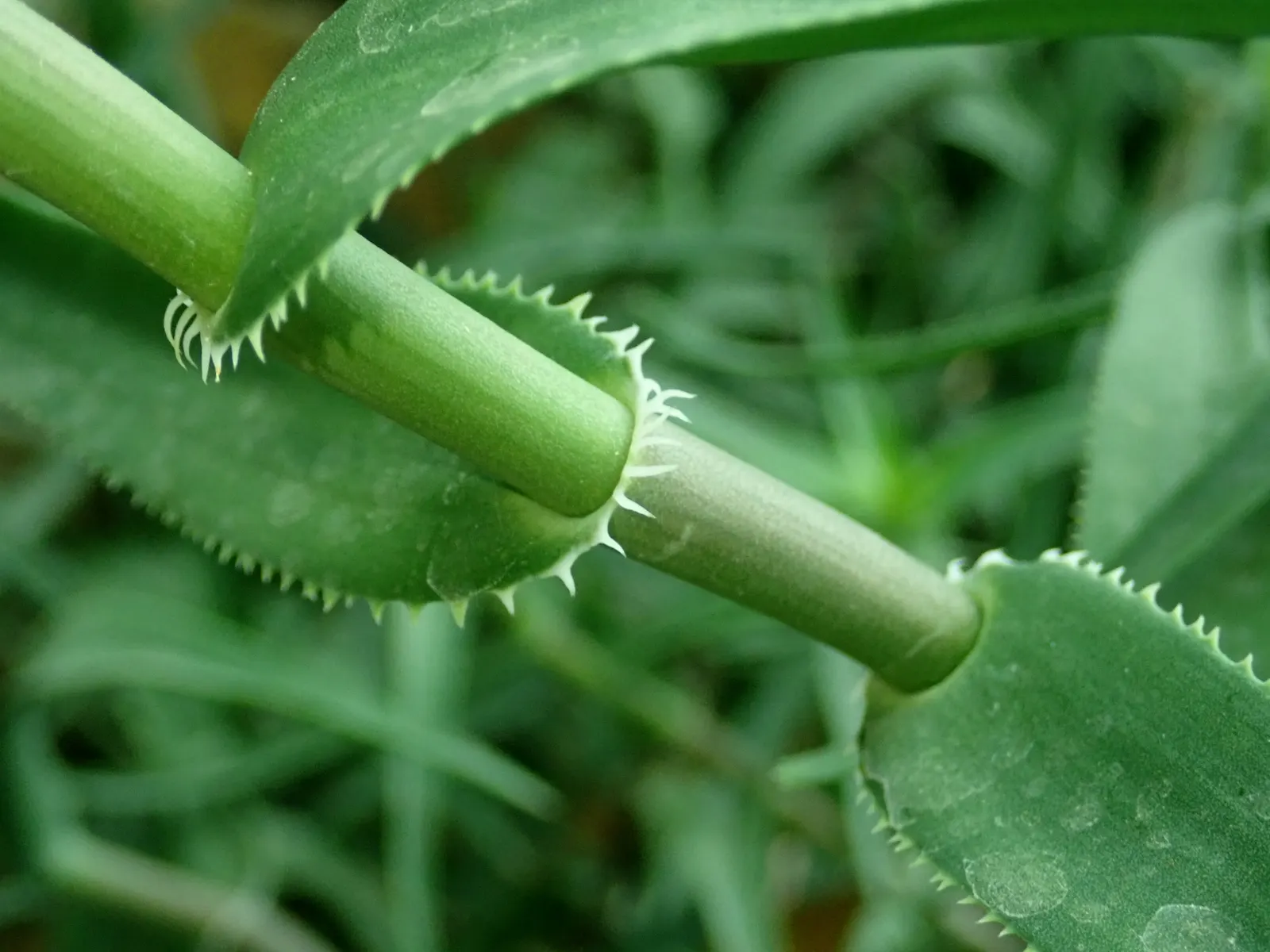 Climbing Aloe (Aloe Ciliaris) — orange flowers in the garden; with soft teeth along the margins
