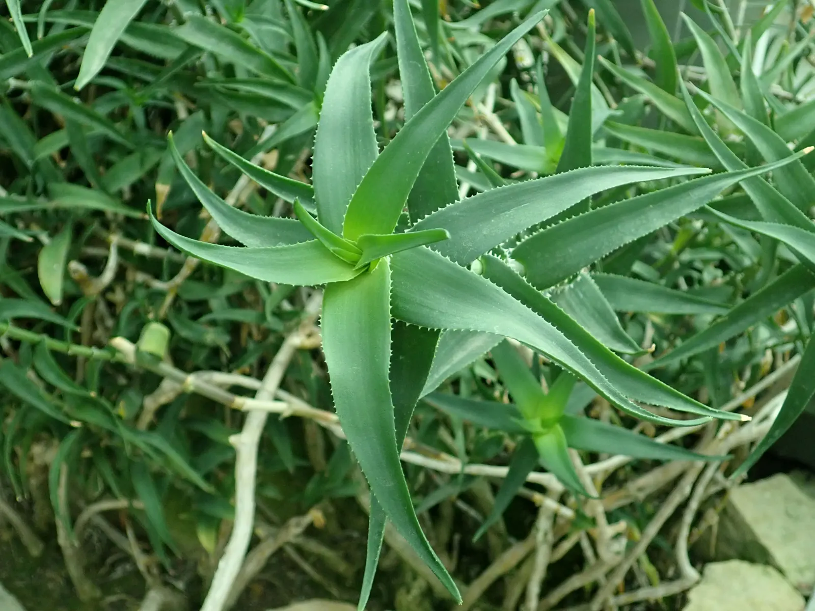 Climbing Aloe (Aloe Ciliaris) — with soft teeth along the margins; lance-shaped leaves arranged in a rosette pattern