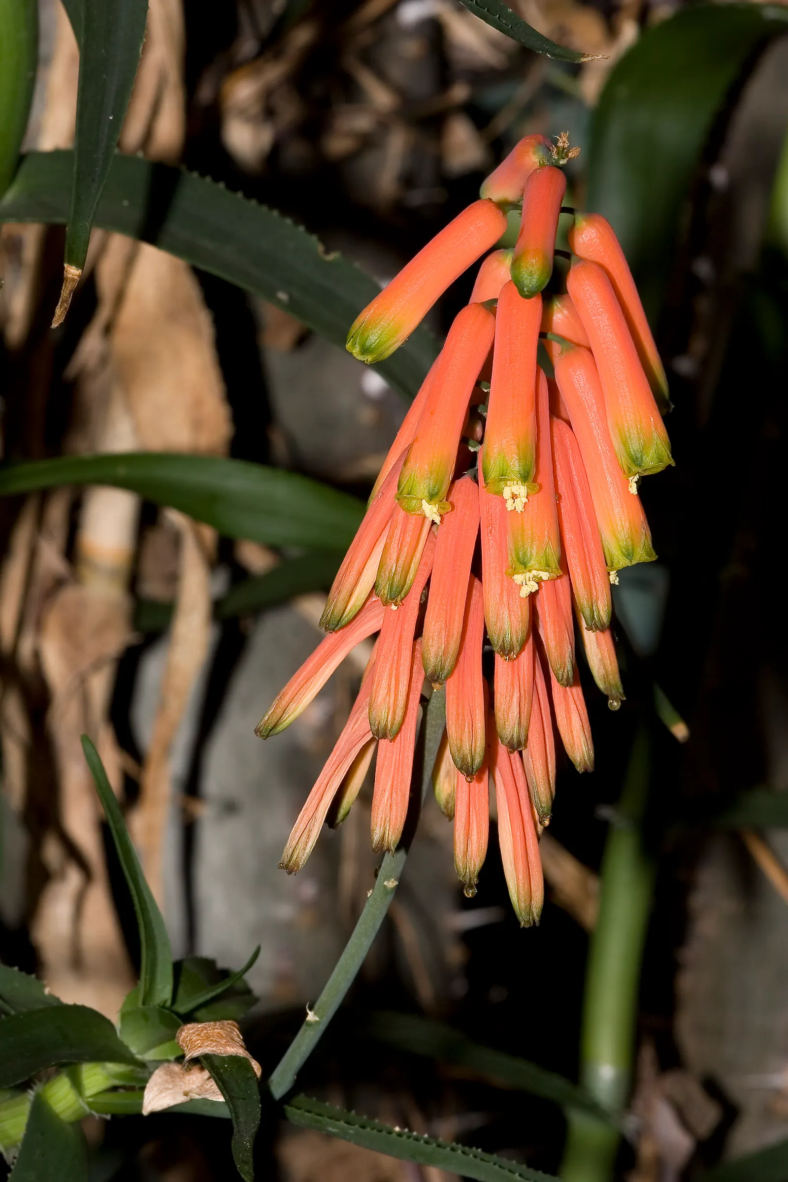 Climbing Aloe (Aloe Ciliaris) — which can damage the foliage and stems