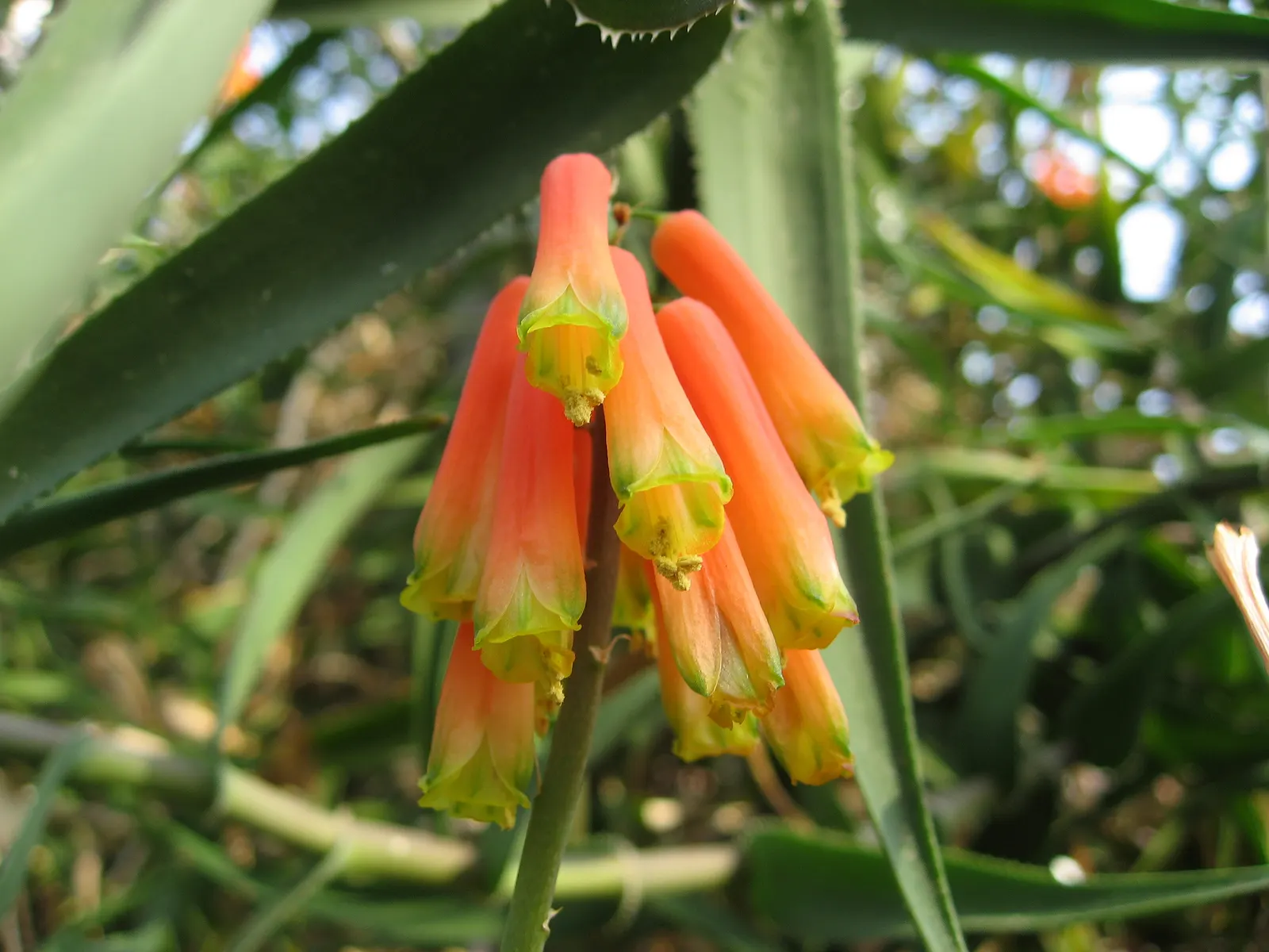 Climbing Aloe (Aloe Ciliaris) — though they benefit from occasional watering during prolonged dry periods