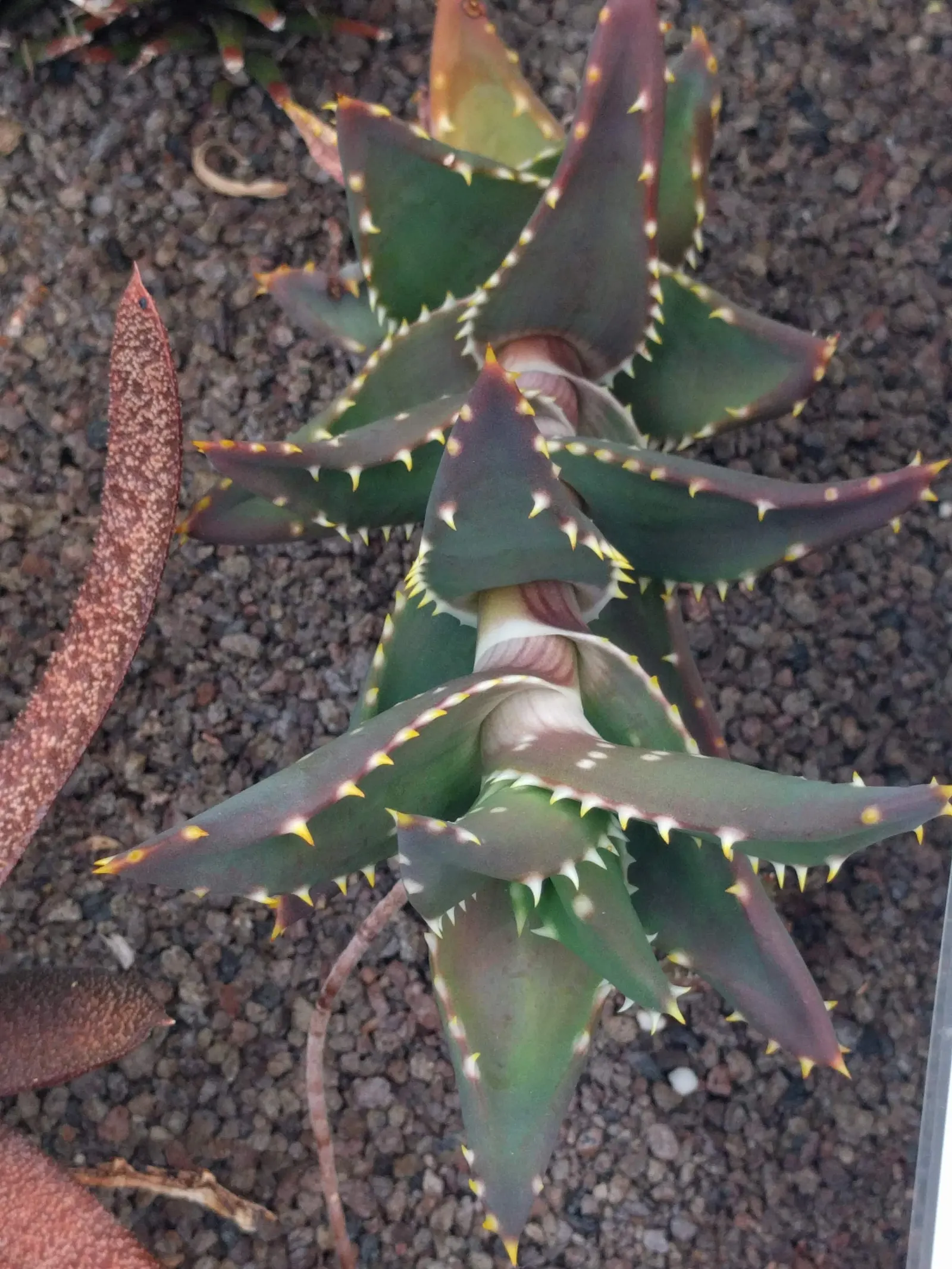 Climbing Aloe (Aloe Ciliaris) — slender stalks that rise above the foliage and can reach up to 12 inches in height