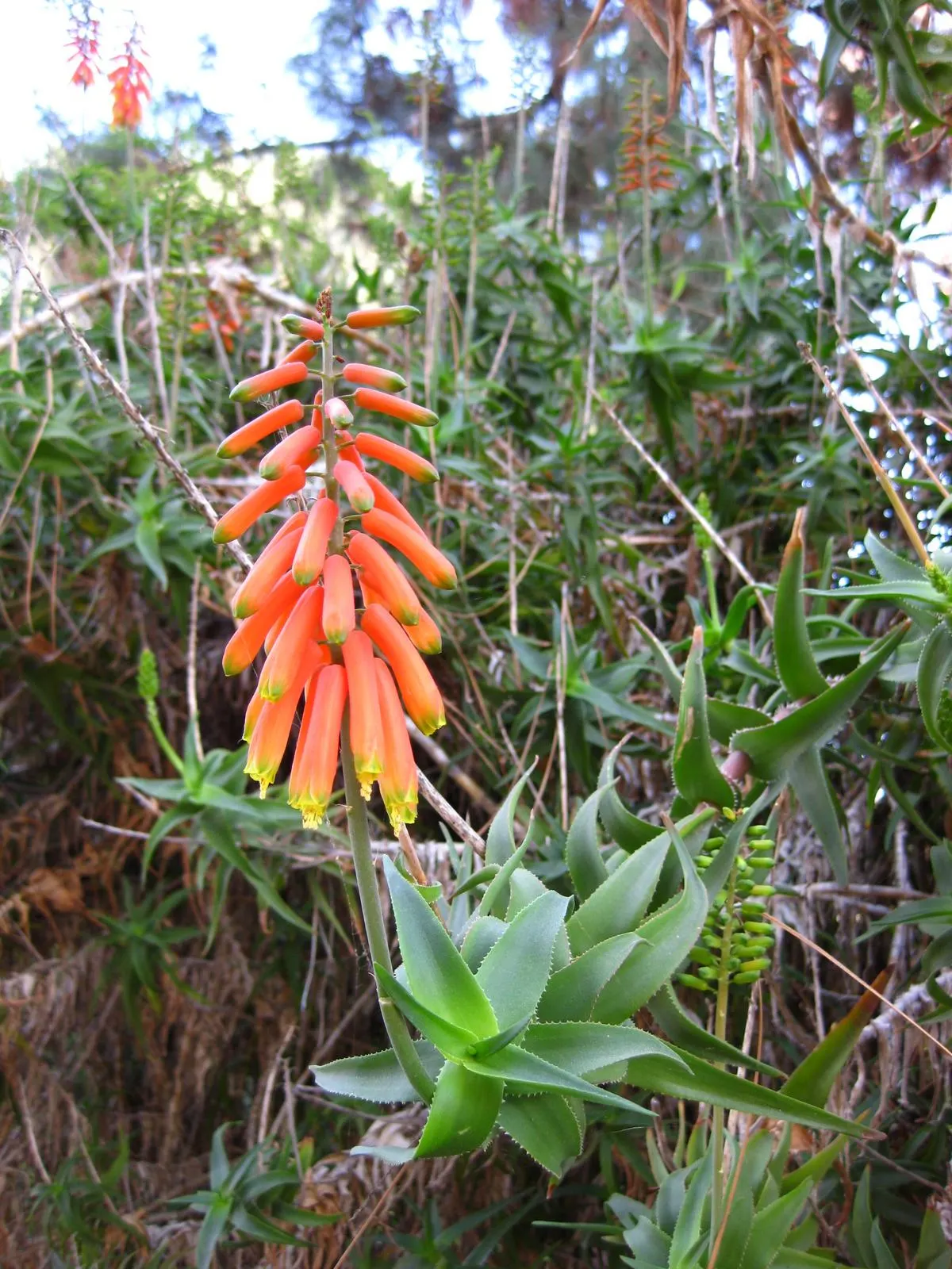 Climbing Aloe (Aloe Ciliaris) — succulent with orange blooms; creating a showy display that attracts hummingbirds and other pollinators.<br><br>For best growth