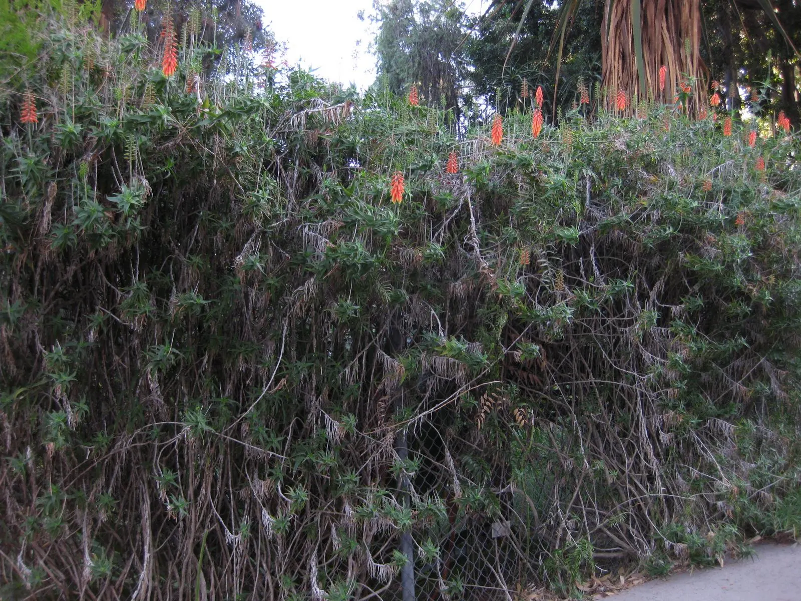 Climbing Aloe (Aloe Ciliaris) — slender stalks that rise above the foliage and can reach up to 12 inches in height; orange flowers in the garden