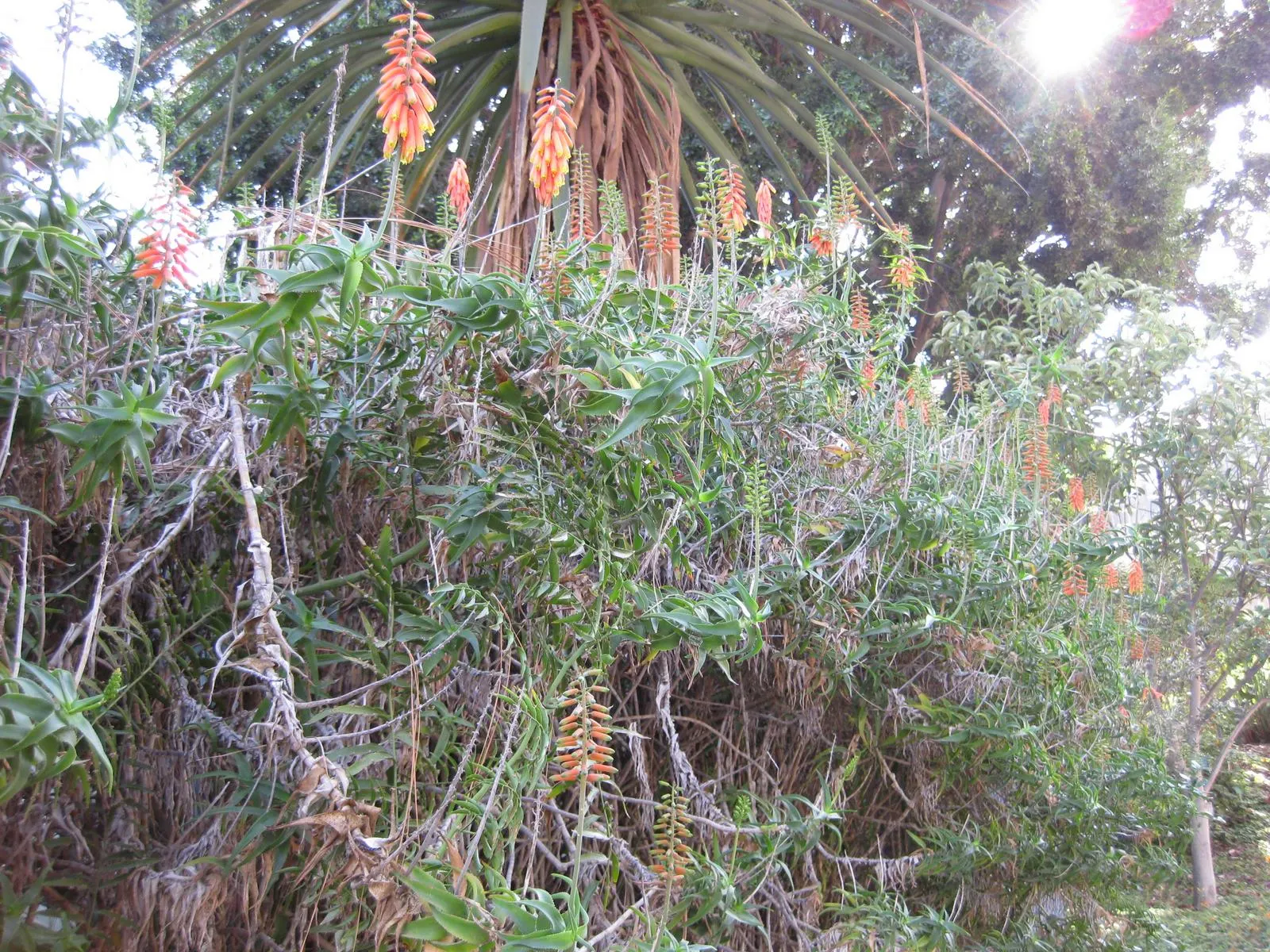 Climbing Aloe (Aloe Ciliaris) — though they benefit from occasional watering during prolonged dry periods; capable of extending several feet in a single