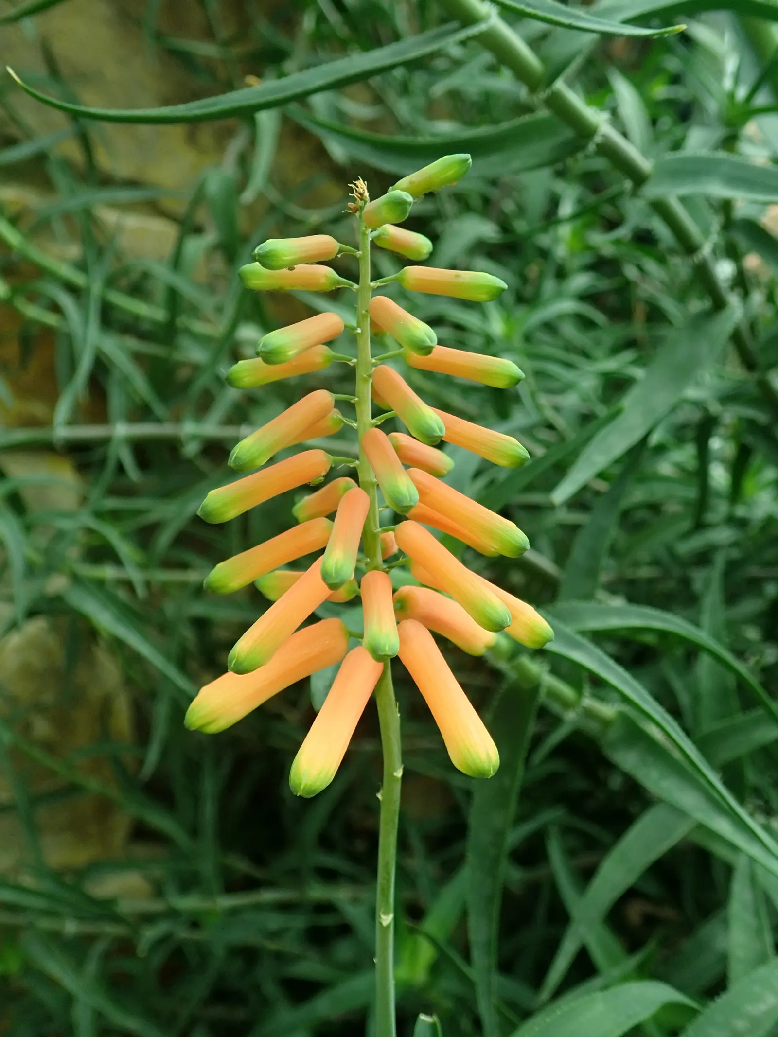 Climbing Aloe (Aloe Ciliaris) — evergreen succulent capable of reaching heights up to 10 feet with support; preferring full sun to partial shade, image 53