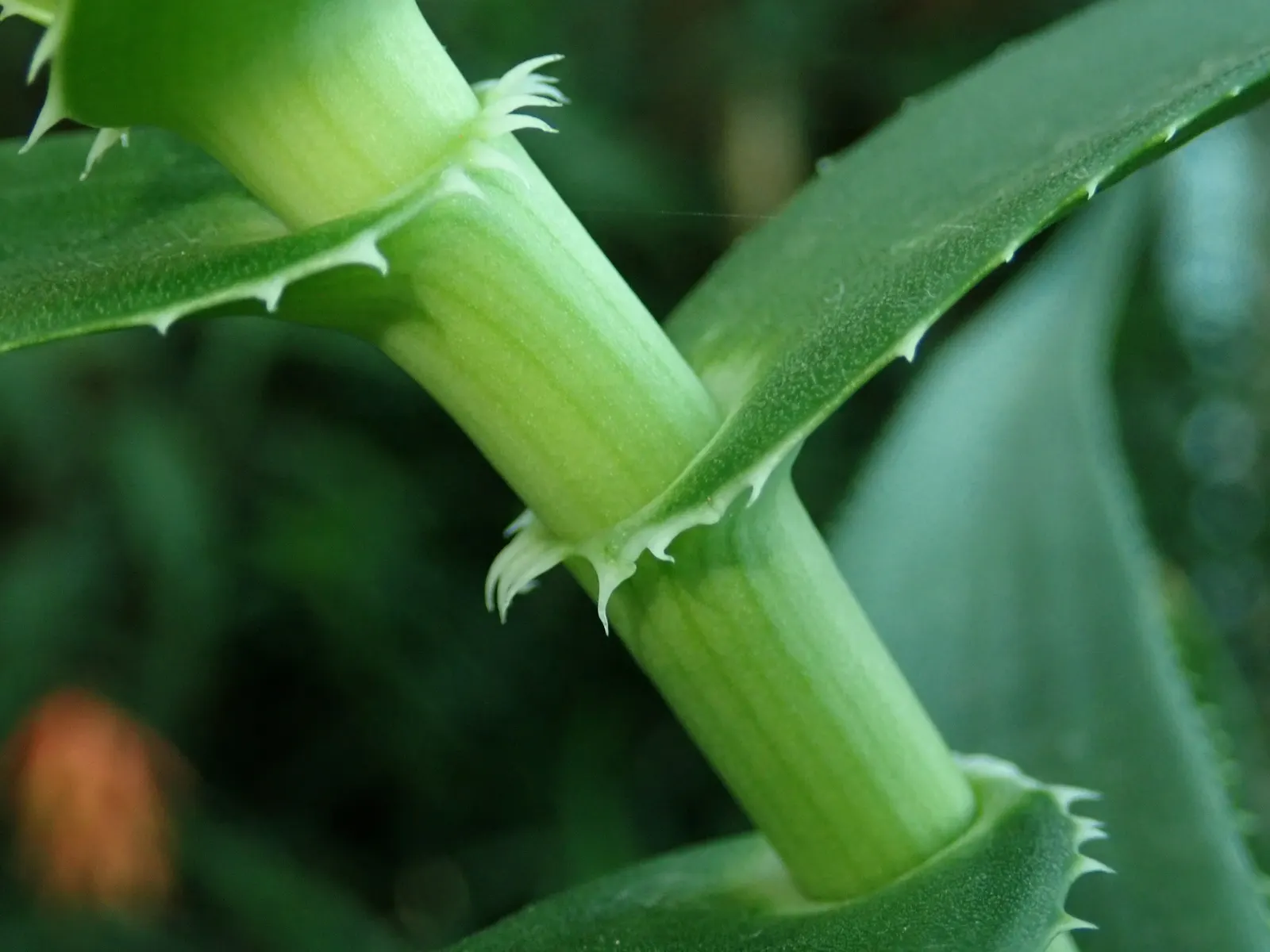 Climbing Aloe (Aloe Ciliaris) — A striking choice for vertical accents in xeriscaped gardens; this species hails from the Eastern Cape of South, image 57