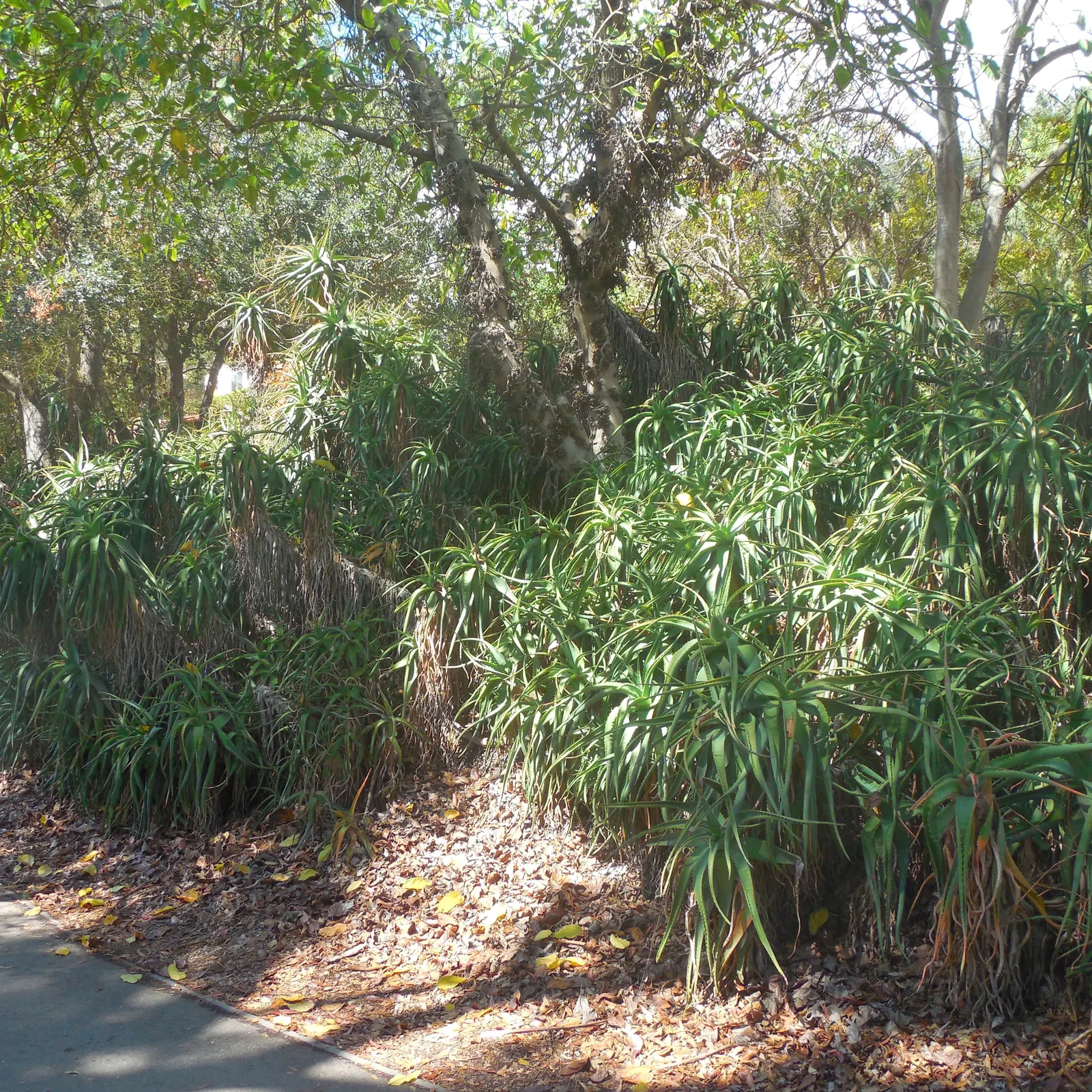Climbing Aloe (Aloe Ciliaris) — evergreen succulent capable of reaching heights up to 10 feet with support; preferring full sun to partial shade, it requires