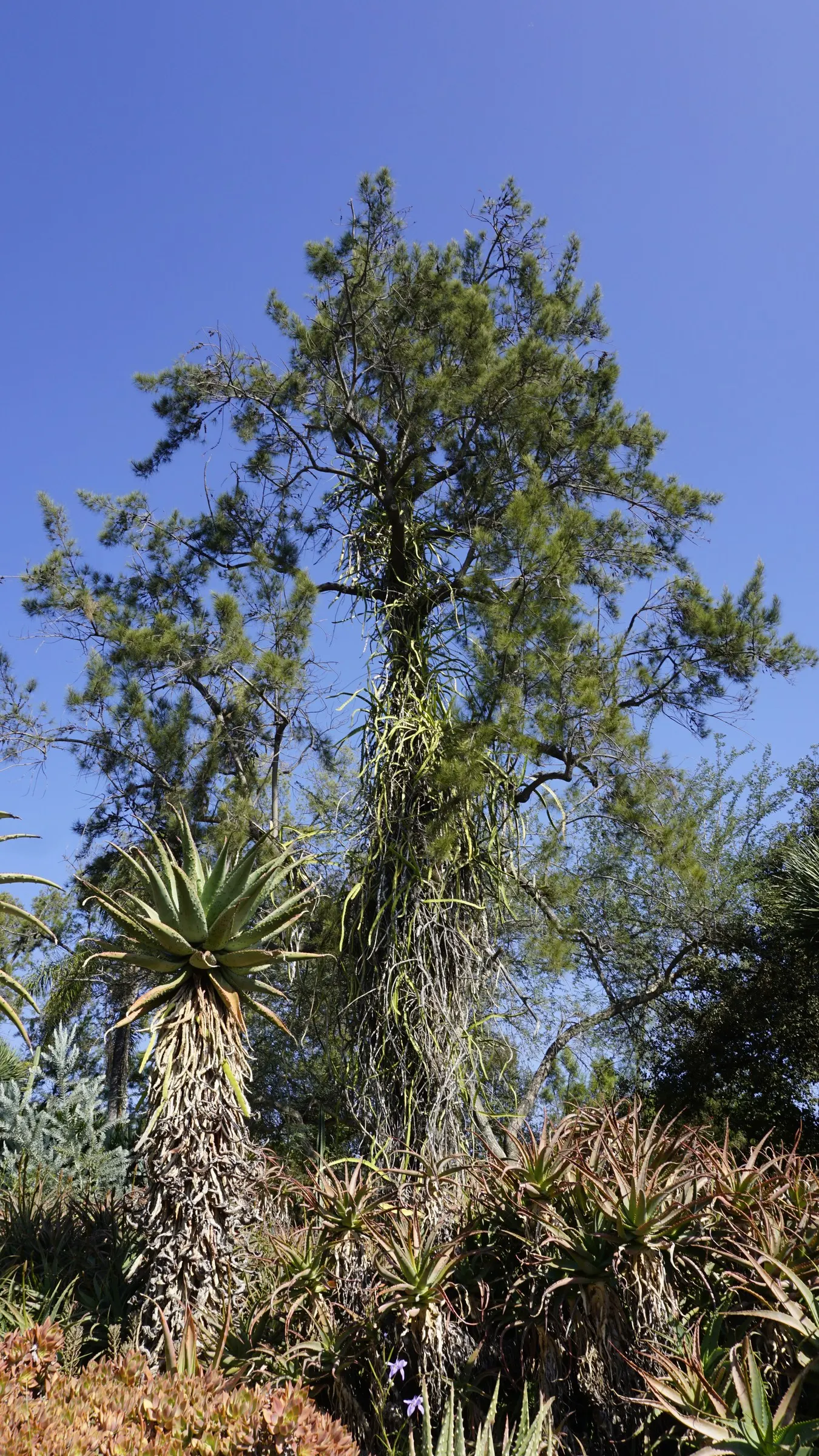 Climbing Aloe (Aloe Ciliaris) — The leaves are typically around 4-6 inches in length; slender stalks that rise above the foliage and can reach up to 12 inches