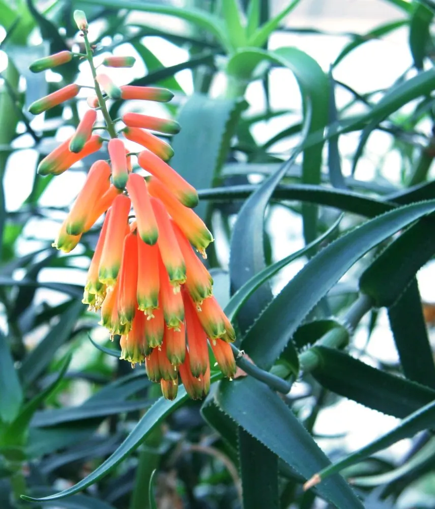 Climbing Aloe (Aloe Ciliaris) — making it suitable for warm climates but requiring protection from frost