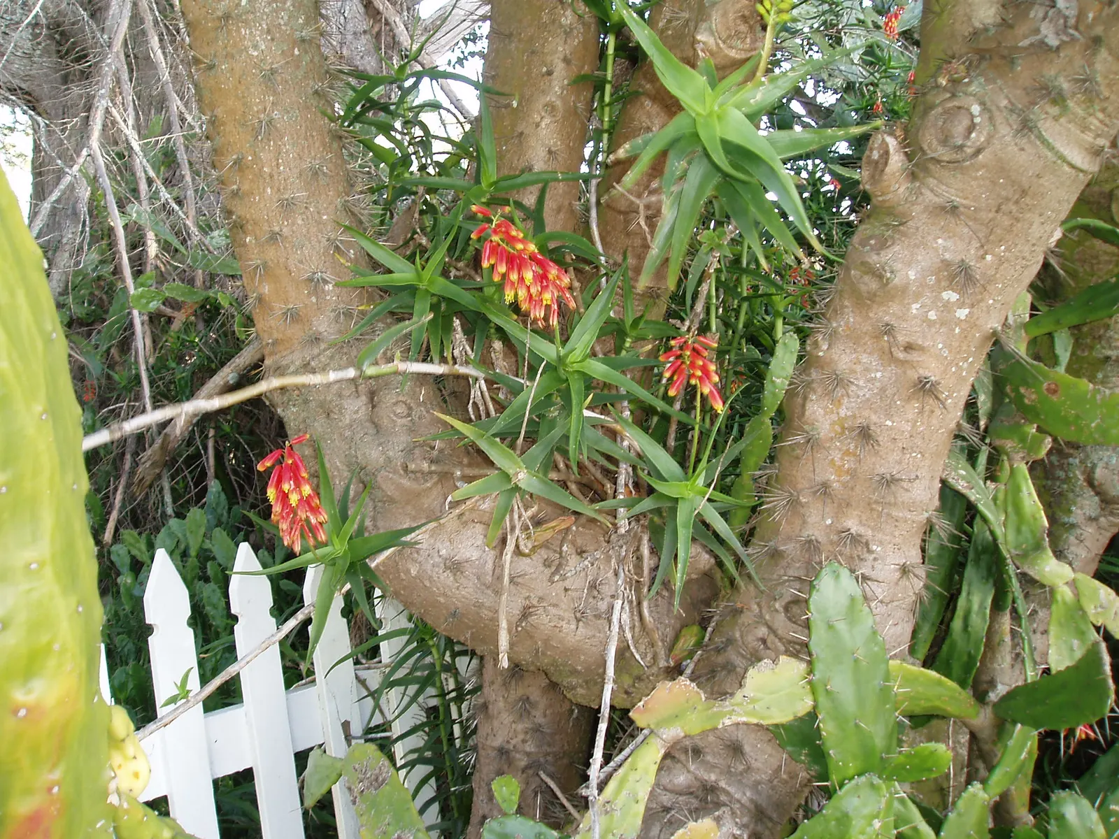 Climbing Aloe (Aloe Ciliaris) — succulent for full or half or shade; which can damage the foliage and stems