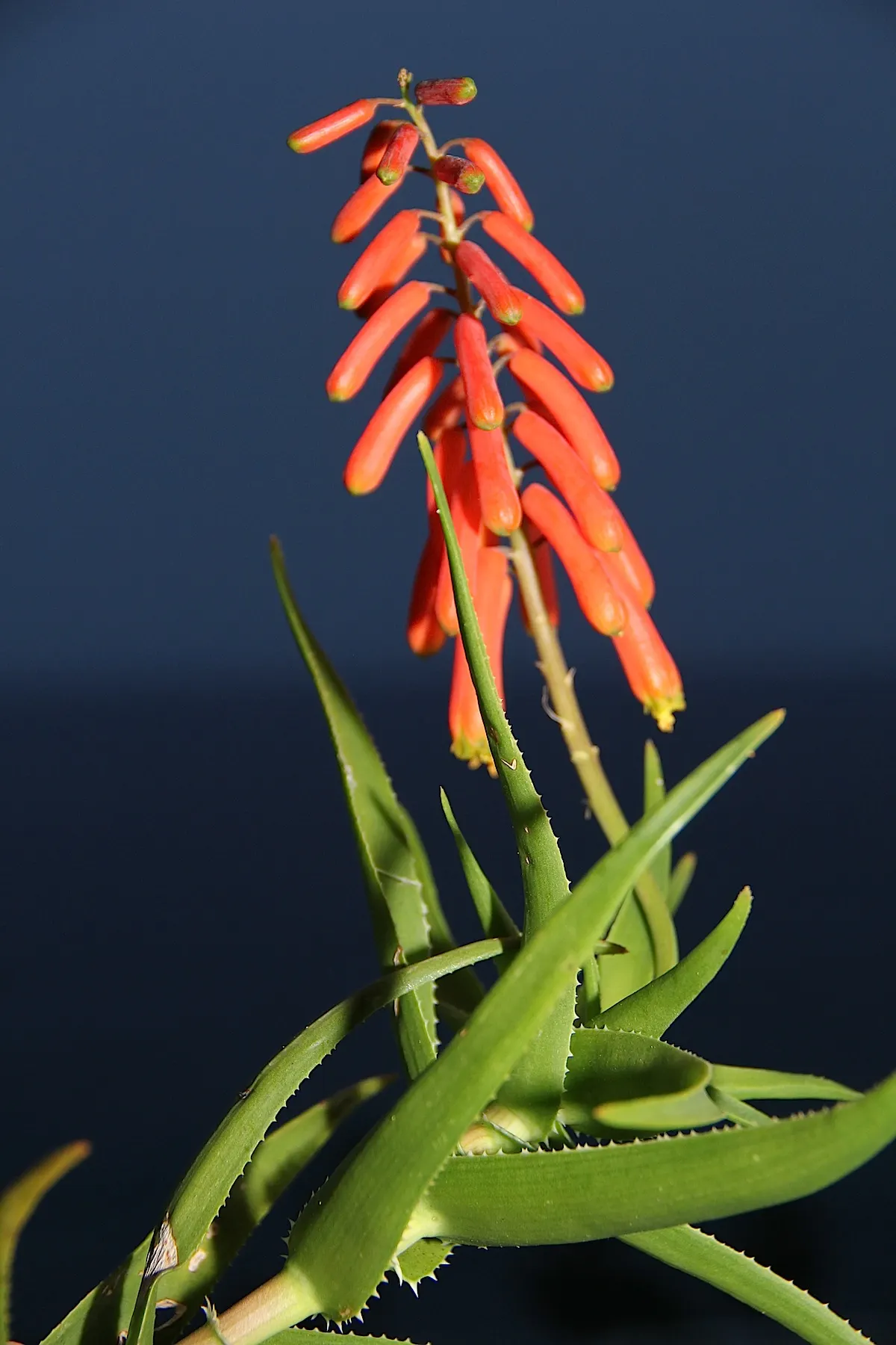 Climbing Aloe (Aloe Ciliaris) — Preferring full sun to partial shade, it requires well-draining soil and minimal watering