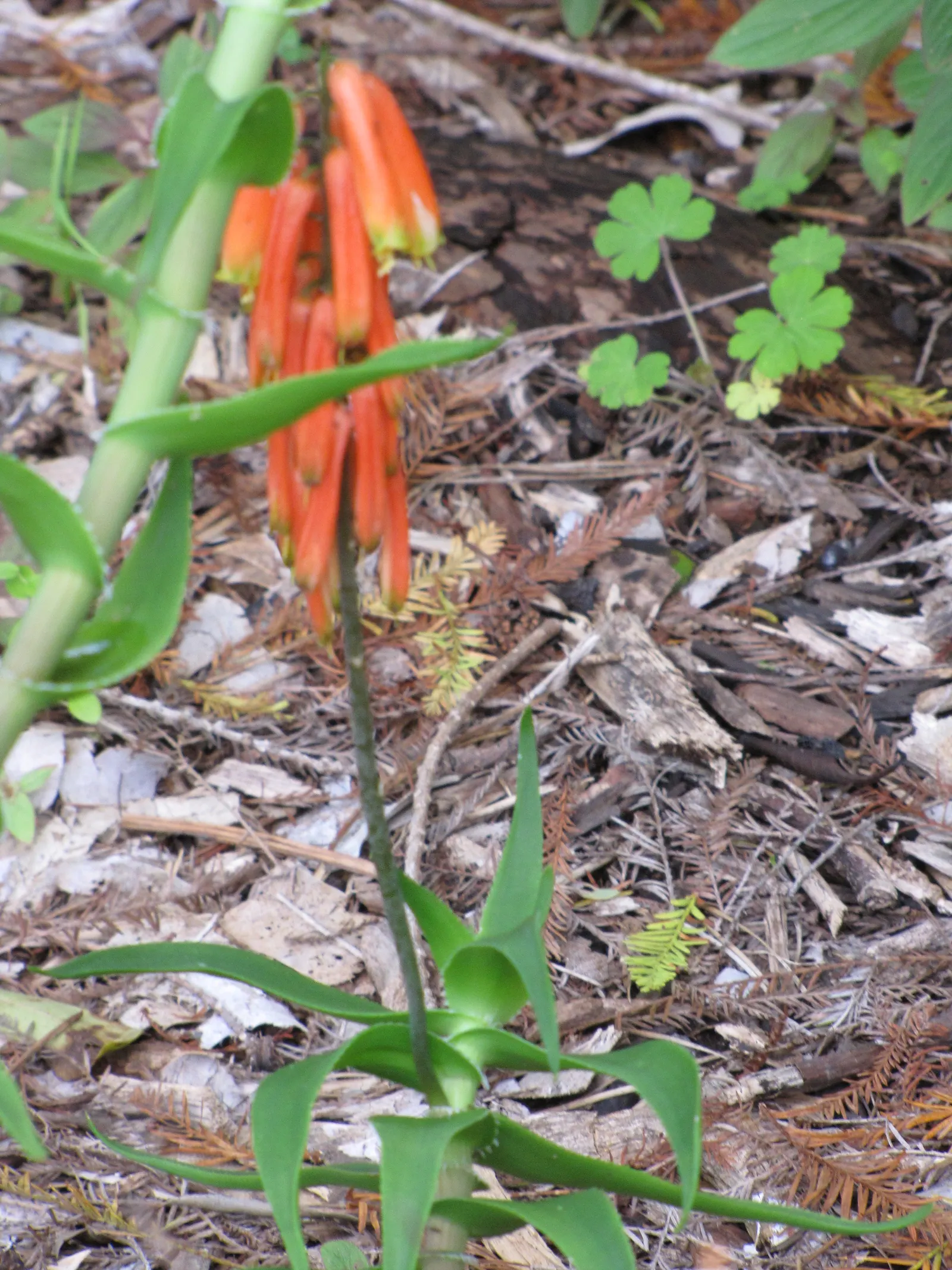 Climbing Aloe (Aloe Ciliaris) — creating a showy display that attracts hummingbirds and other pollinators.<br><br>For best growth