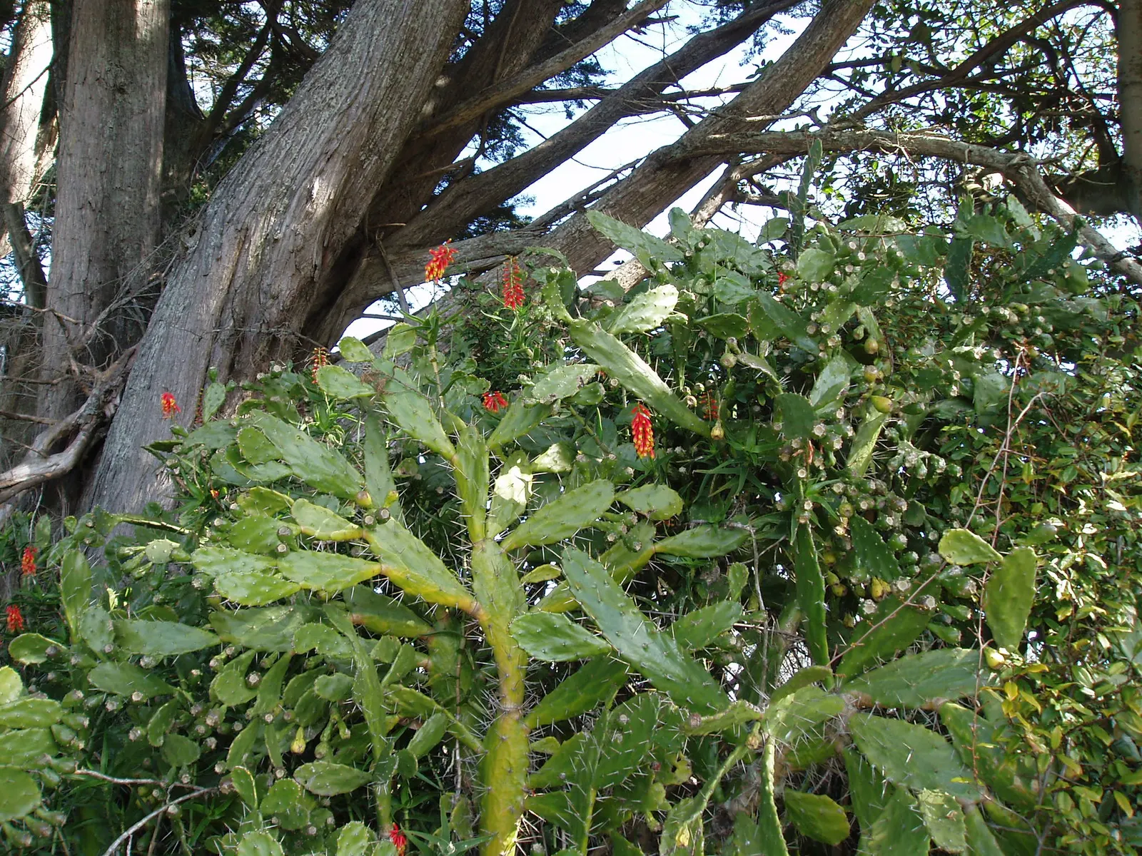 Climbing Aloe (Aloe Ciliaris) — which can damage the foliage and stems; its green, lance-shaped leaves bear soft teeth, and it flourishes in USDA zones 9-11