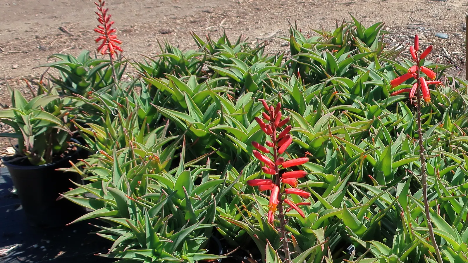 Climbing Aloe (Aloe Ciliaris) — orange flowers in the garden