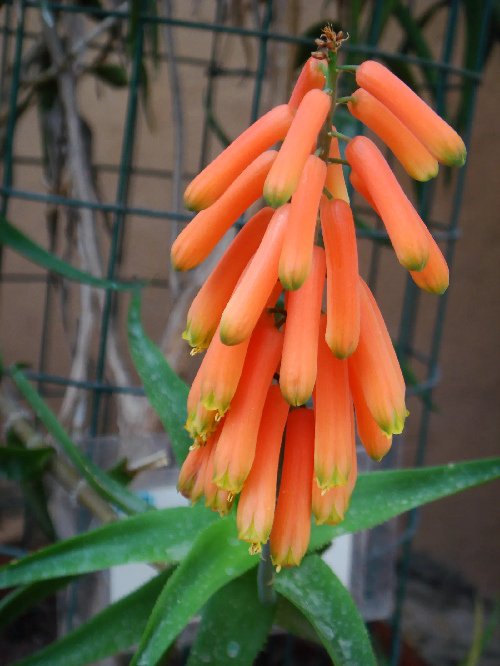 Climbing Aloe (Aloe Ciliaris) — USDA Hardiness zones for this plant fall between 9 and 11