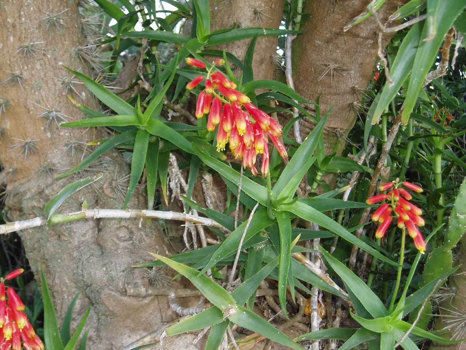 Climbing Aloe (Aloe Ciliaris) — making it suitable for warm climates but requiring protection from frost; uSDA Hardiness zones for this plant fall between 9