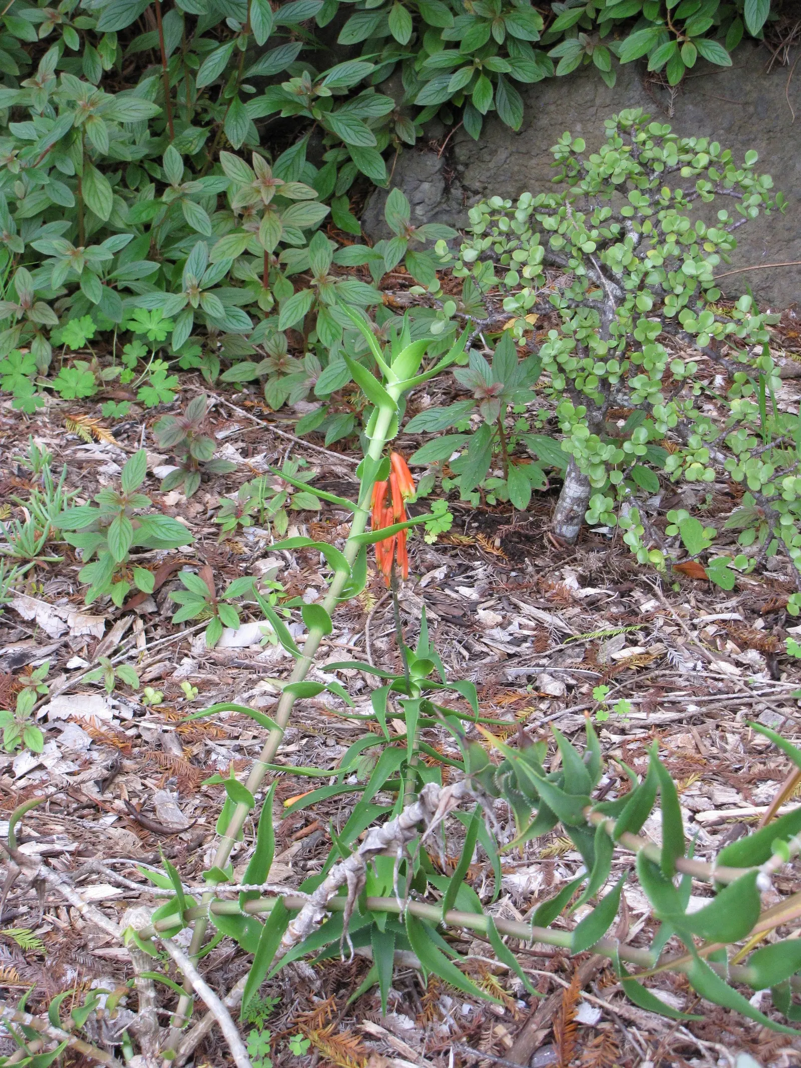 Climbing Aloe (Aloe Ciliaris) — the leaves might store water to help the plant thrive in hot