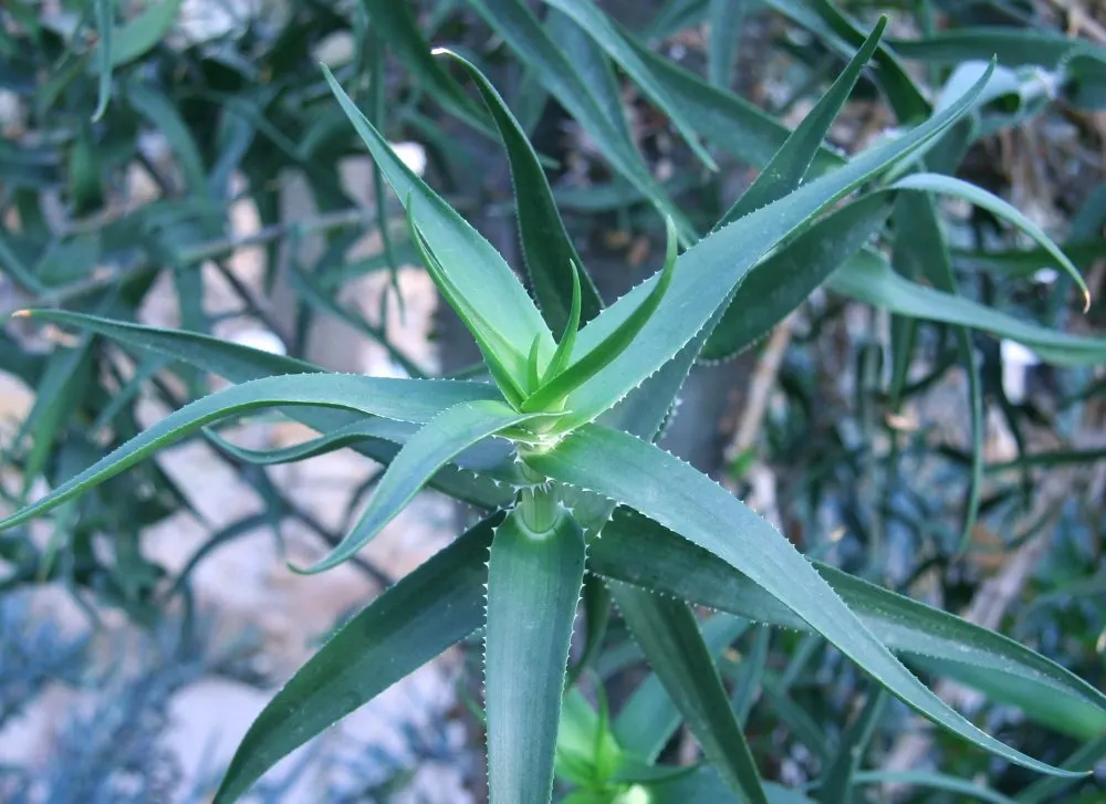 Climbing Aloe (Aloe Ciliaris) — Preferring full sun to partial shade, it requires well-draining soil and minimal watering; succulent with orange, image 56