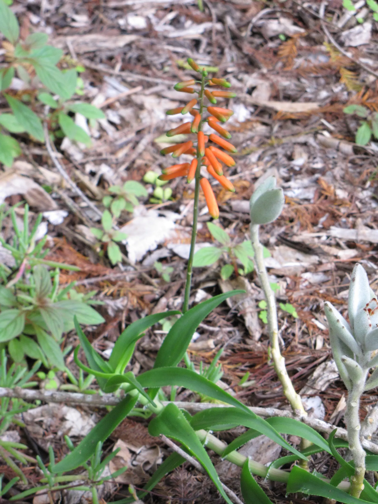 Climbing Aloe (Aloe Ciliaris) — with a minimal spacing of 24 inches between each plant to accommodate their spread