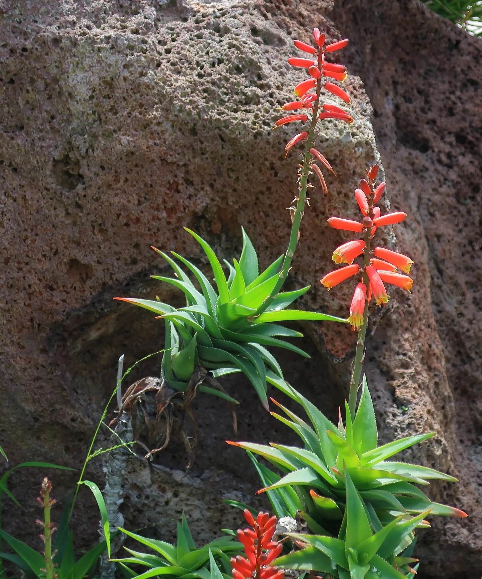 Climbing Aloe (Aloe Ciliaris) — capable of extending several feet in a single growing season under optimal conditions; though they benefit from occasional