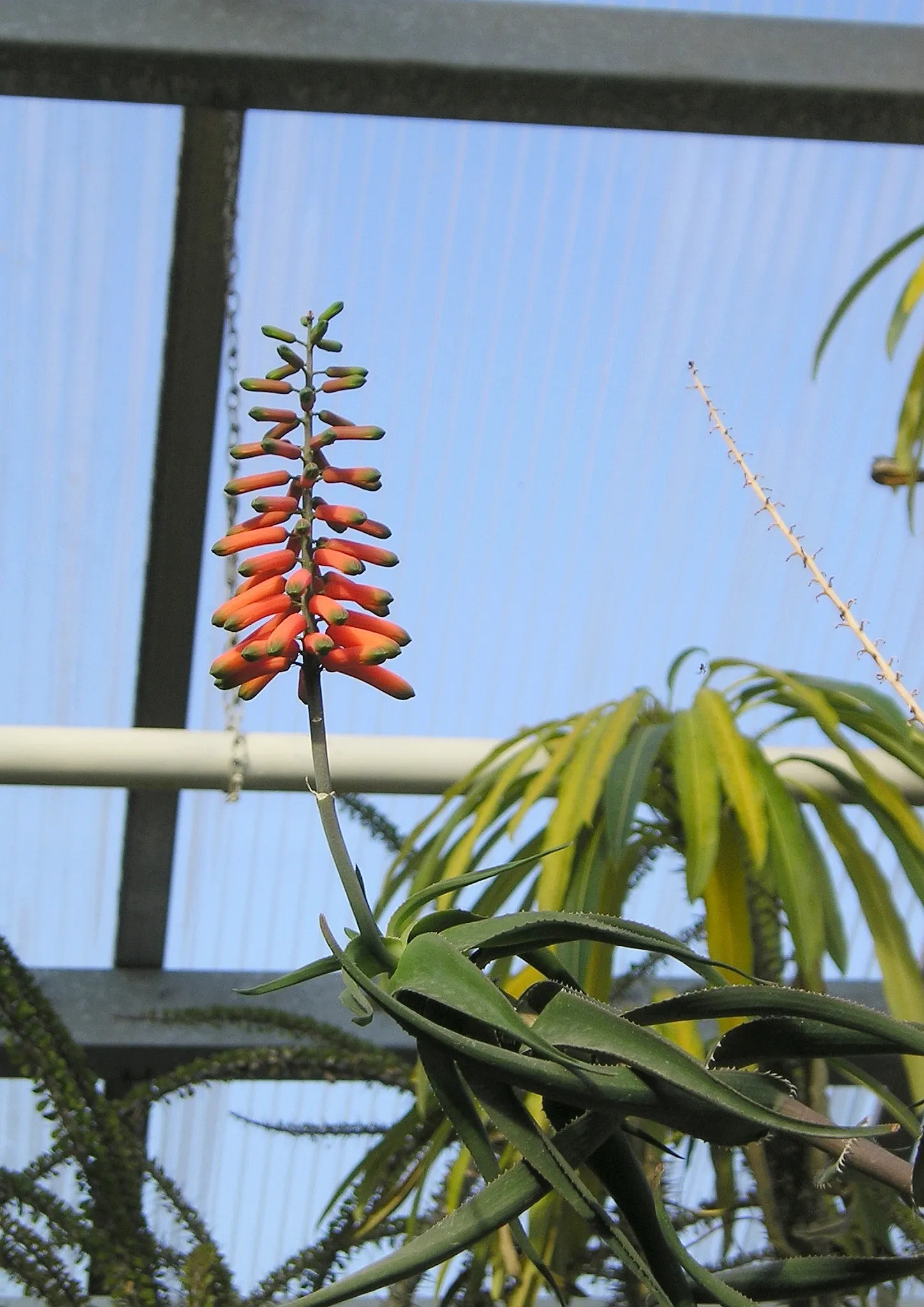 Climbing Aloe (Aloe Ciliaris) — plant Aloe ciliaris in well-drained soil and a position receiving full sun to partial shade; dry environments.<br><br>From fall