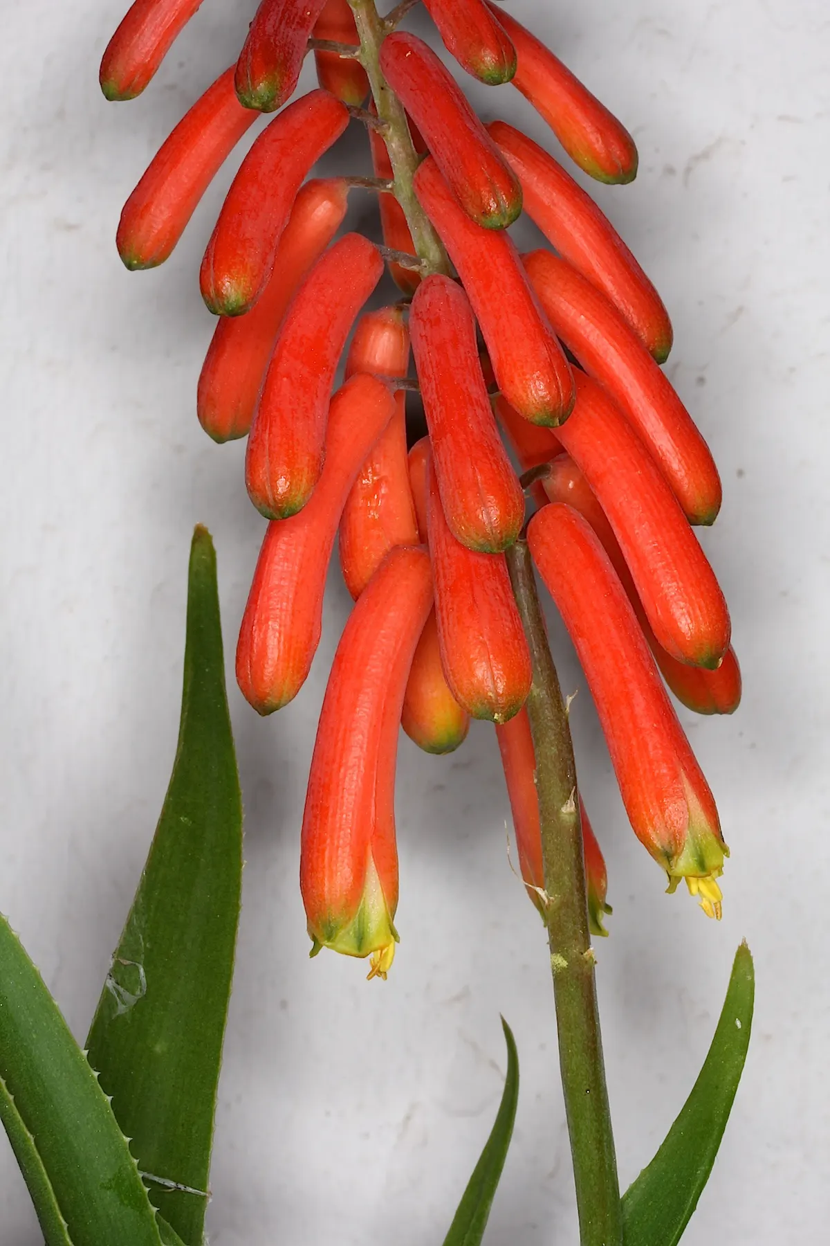 Climbing Aloe (Aloe Ciliaris) — dry environments.<br><br>From fall to early winter; during fall and winter, vibrant orange-red tubular flowers attract