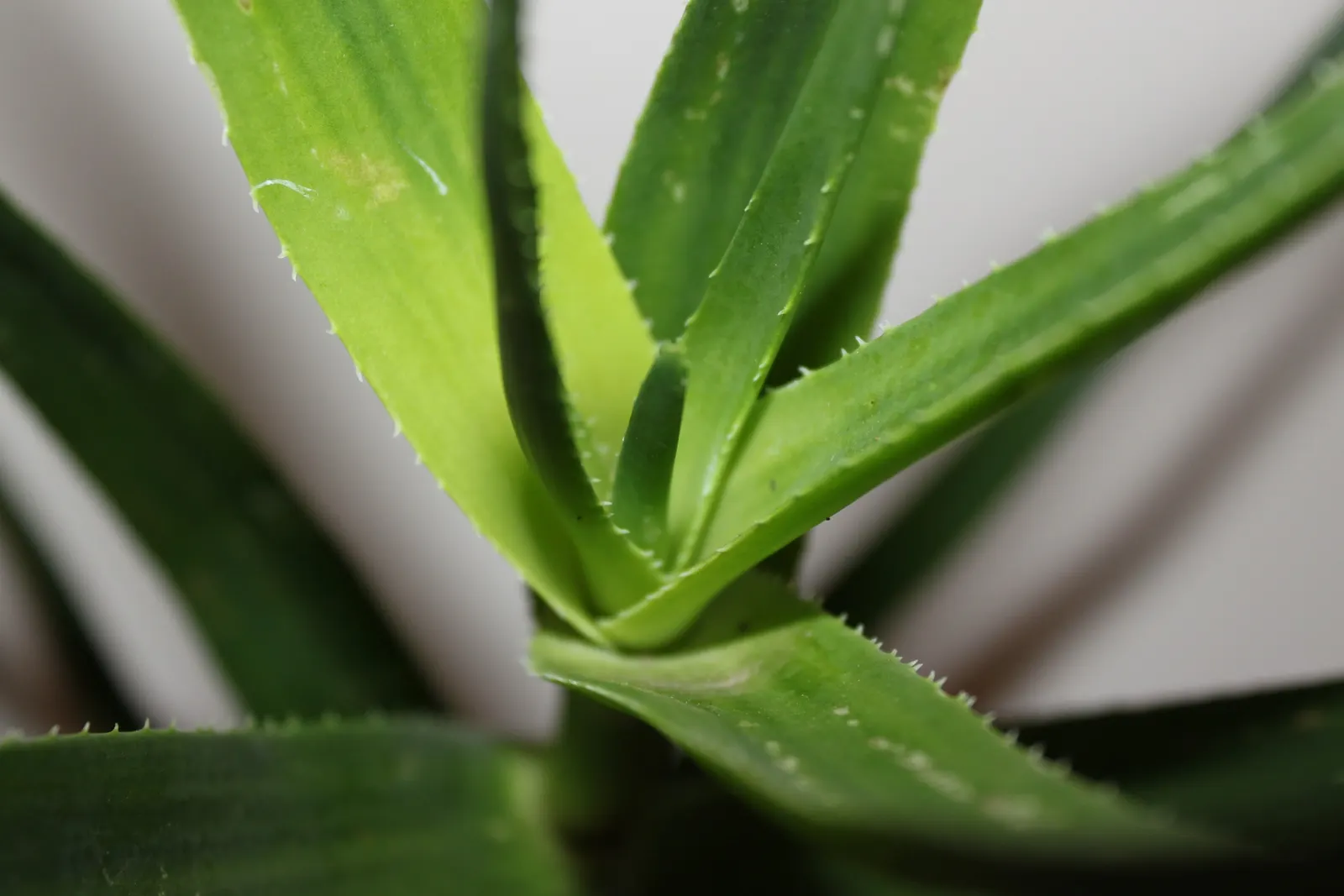 Climbing Aloe (Aloe Ciliaris) — Its green, lance-shaped leaves bear soft teeth, and it flourishes in USDA zones 9-11; the leaves might store water to help the