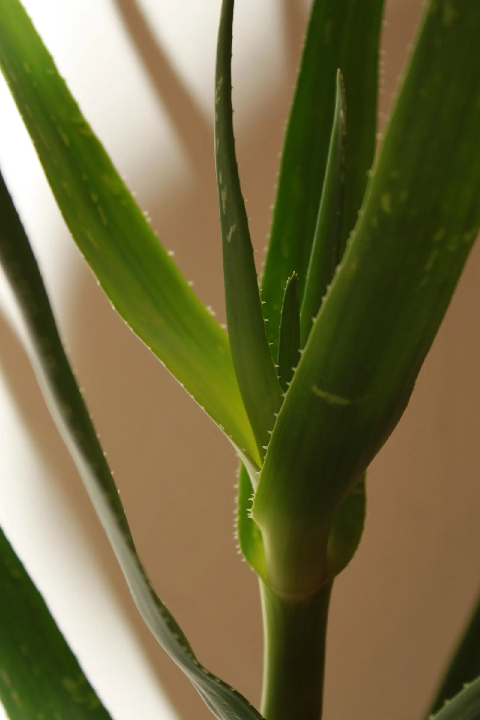 Climbing Aloe (Aloe Ciliaris) — A striking choice for vertical accents in xeriscaped gardens; this species hails from the Eastern Cape of South Africa and is
