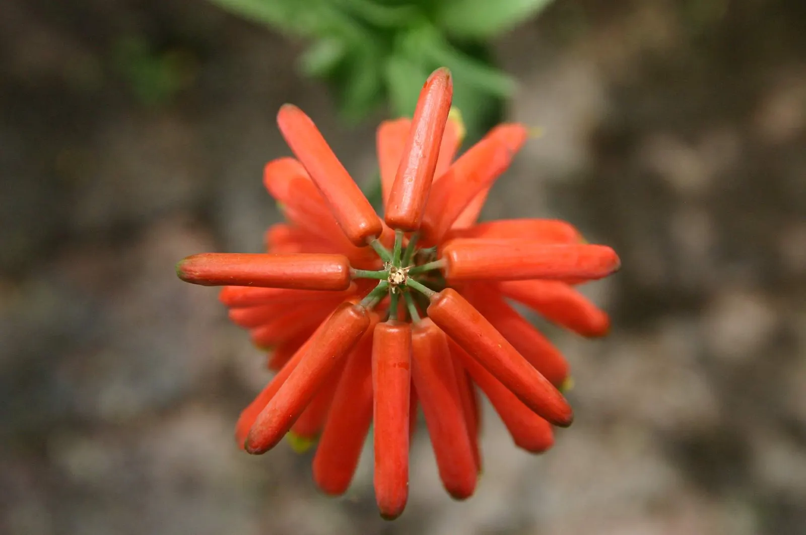 Climbing Aloe (Aloe Ciliaris) — creating a showy display that attracts hummingbirds and other pollinators.<br><br>For best growth; a striking choice for