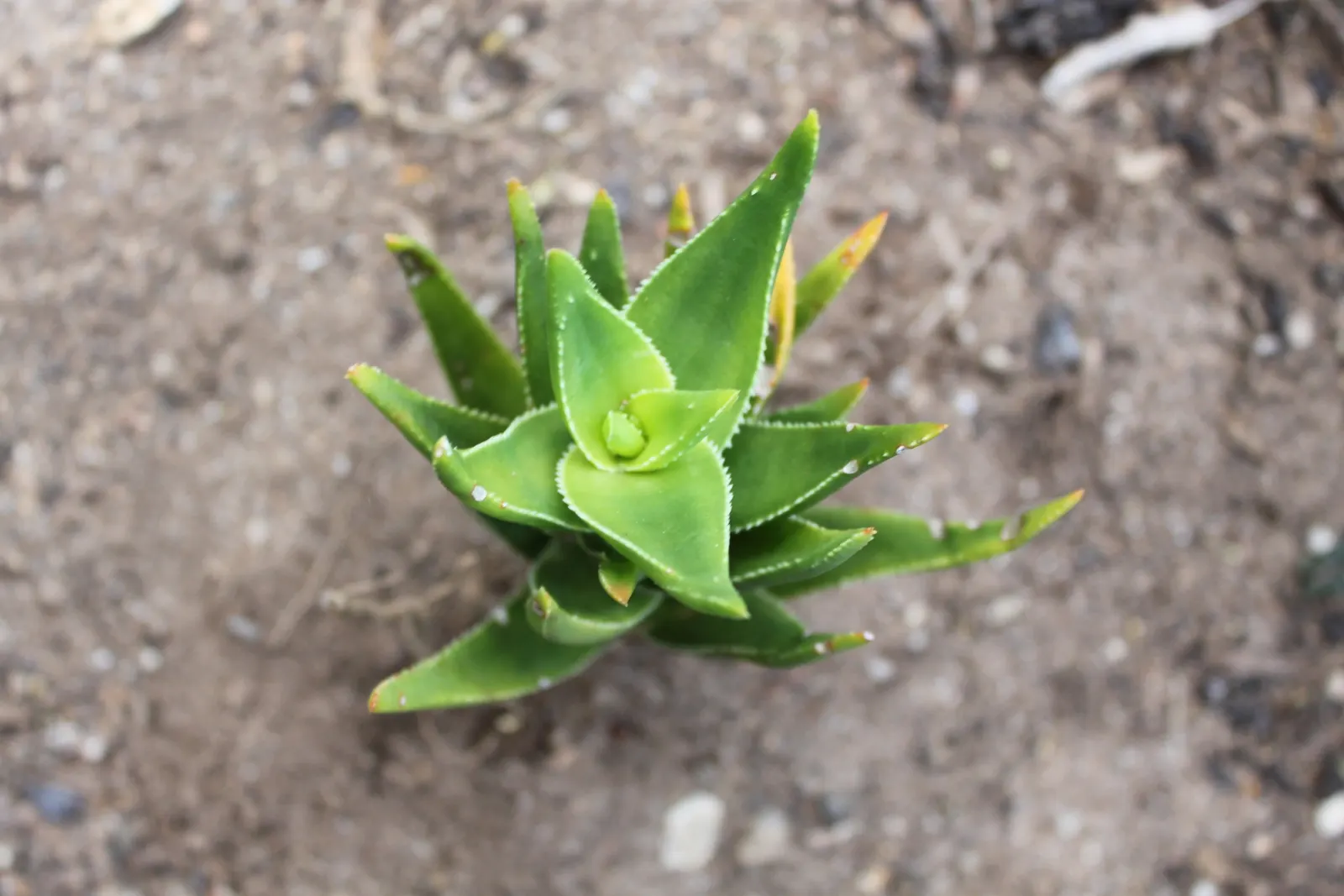 Climbing Aloe (Aloe Ciliaris) — lance-shaped leaves arranged in a rosette pattern; evergreen succulent capable of reaching heights up to 10 feet with support
