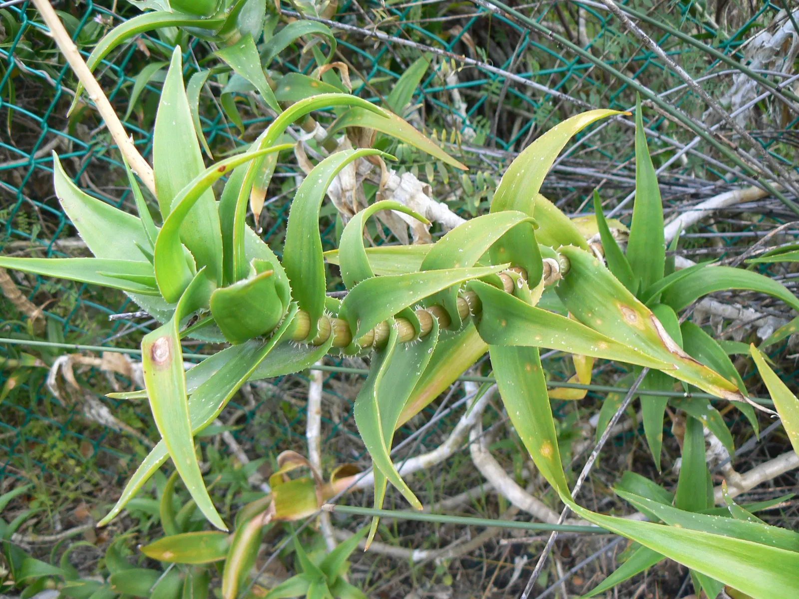 Climbing Aloe (Aloe Ciliaris) — A striking choice for vertical accents in xeriscaped gardens