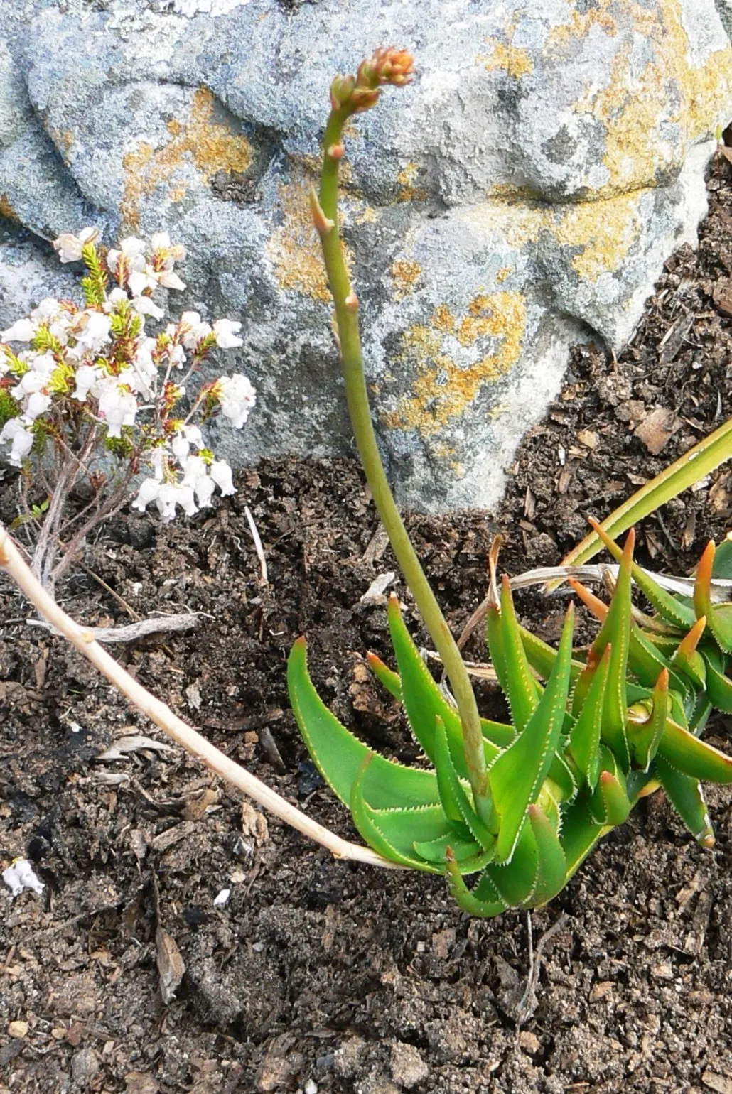 Climbing Aloe (Aloe Ciliaris) — During fall and winter, vibrant orange-red tubular flowers attract pollinators; with a minimal spacing of 24 inches, image 55