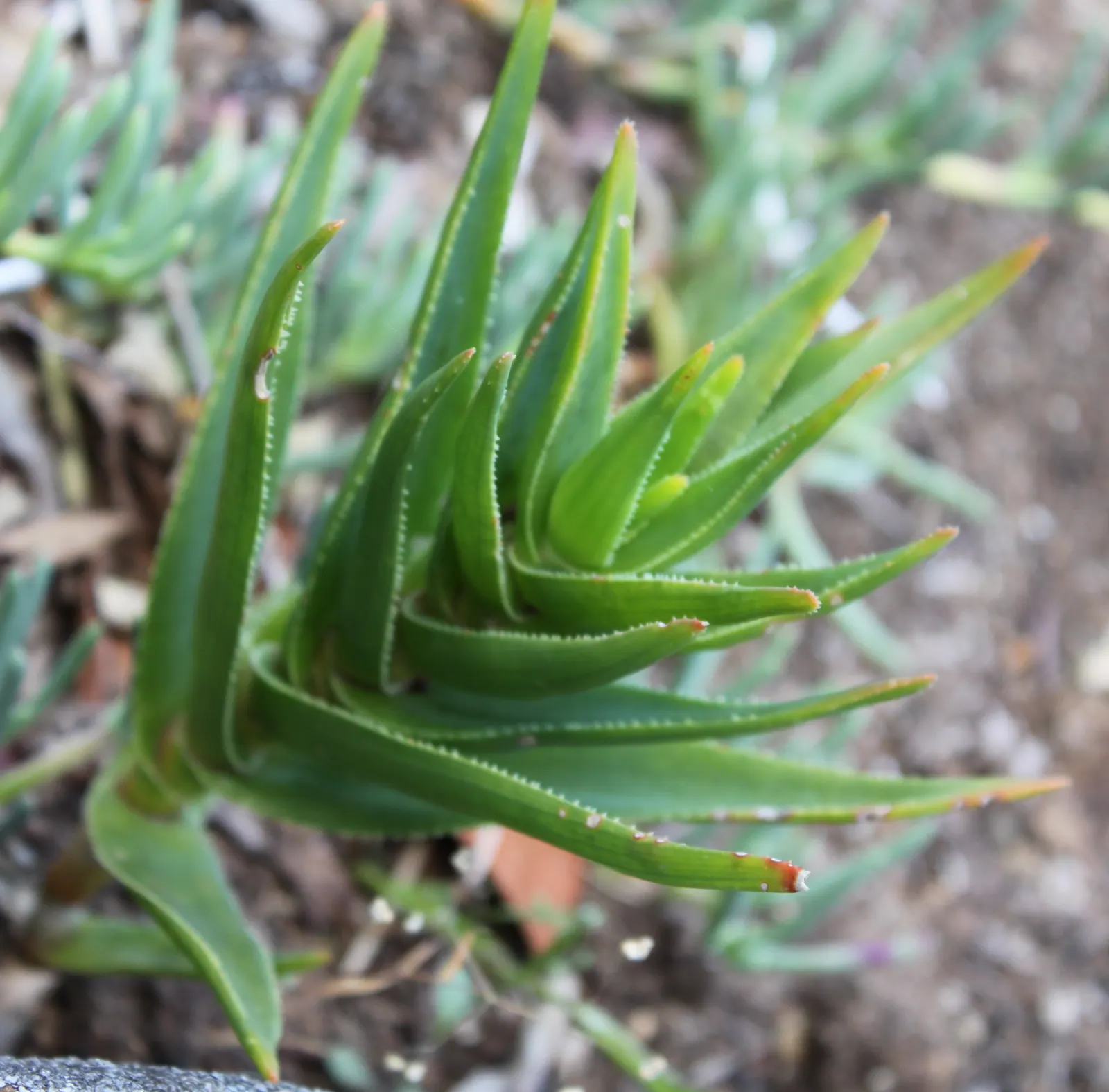 Climbing Aloe (Aloe Ciliaris) — predominantly in an attractive shade of orange-red; the leaves are typically around 4-6 inches in length