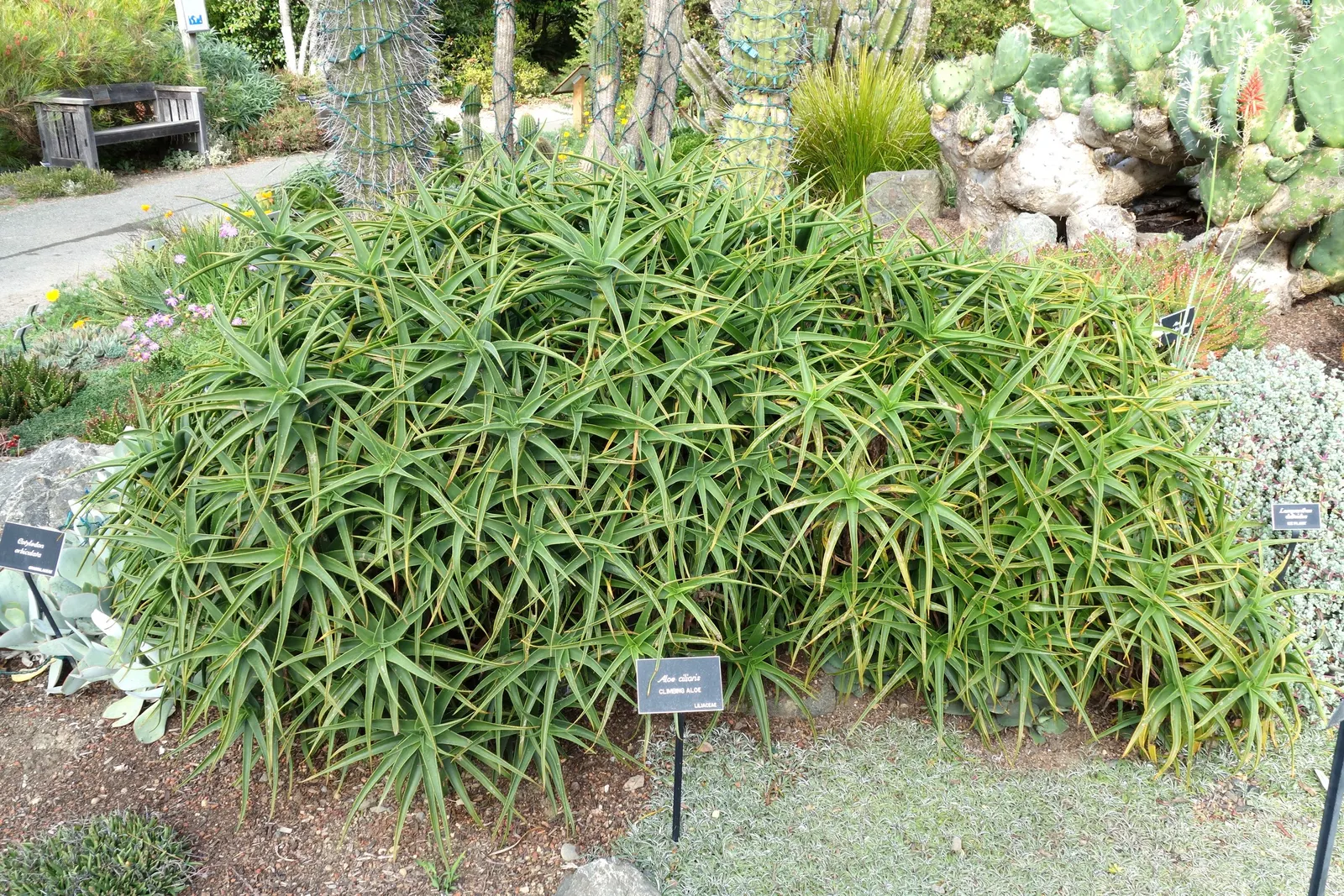 Climbing Aloe (Aloe Ciliaris) — plant Aloe ciliaris in well-drained soil and a position receiving full sun to partial shade