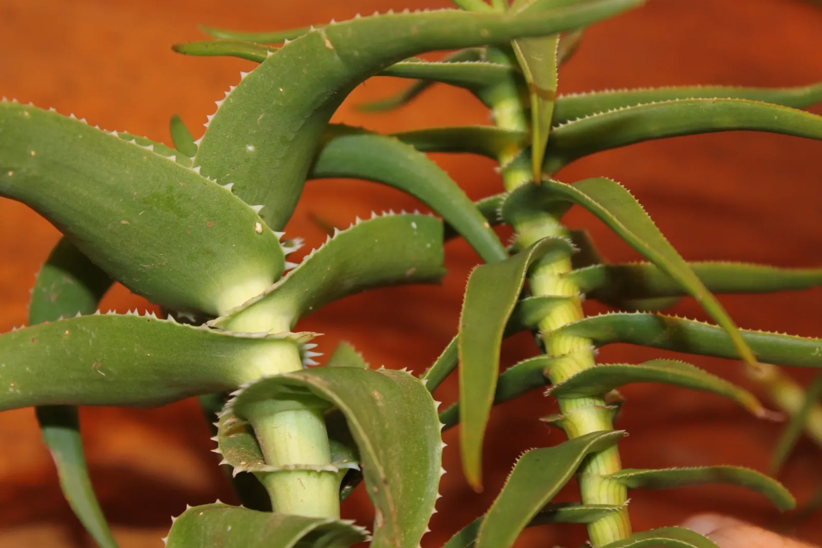 Climbing Aloe (Aloe Ciliaris) — predominantly in an attractive shade of orange-red