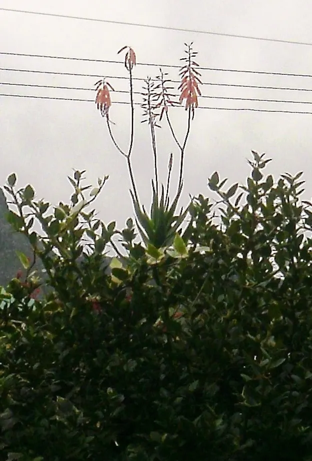 Climbing Aloe (Aloe Ciliaris) — This species hails from the Eastern Cape of South Africa and is the fastest-growing among its aloe cousins