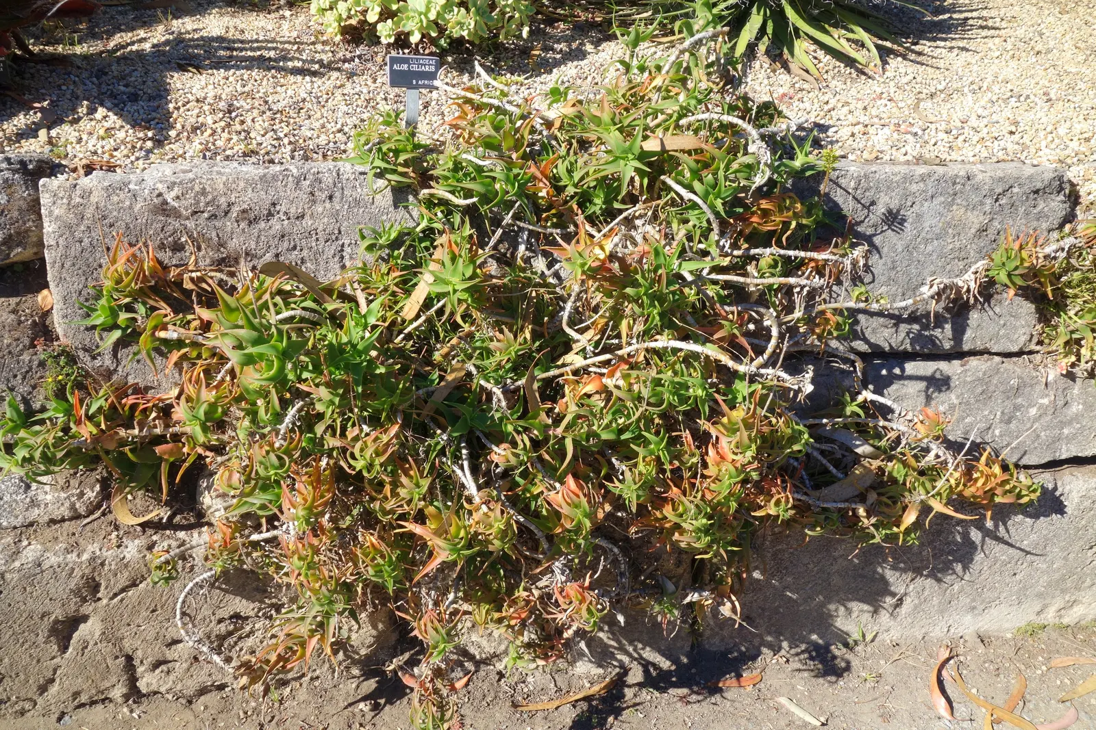 Climbing Aloe (Aloe Ciliaris) — succulent with orange blooms