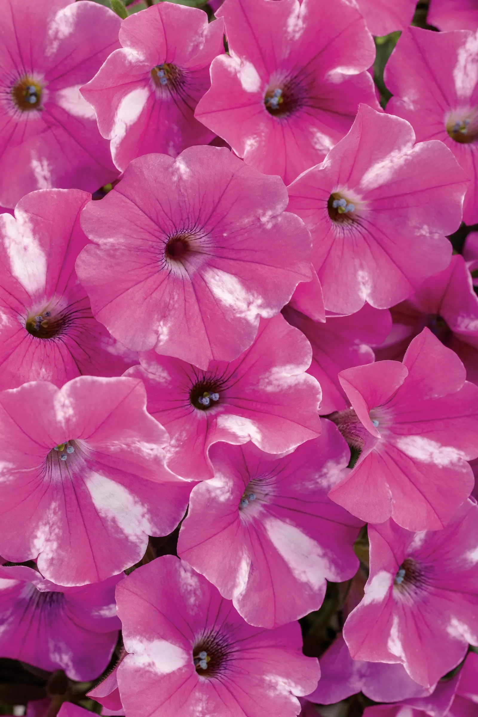Raspberry Rush™ Petunia — It grows 4-12 inches tall and spreads 18-24 inches, blooming from planting to hard frost
