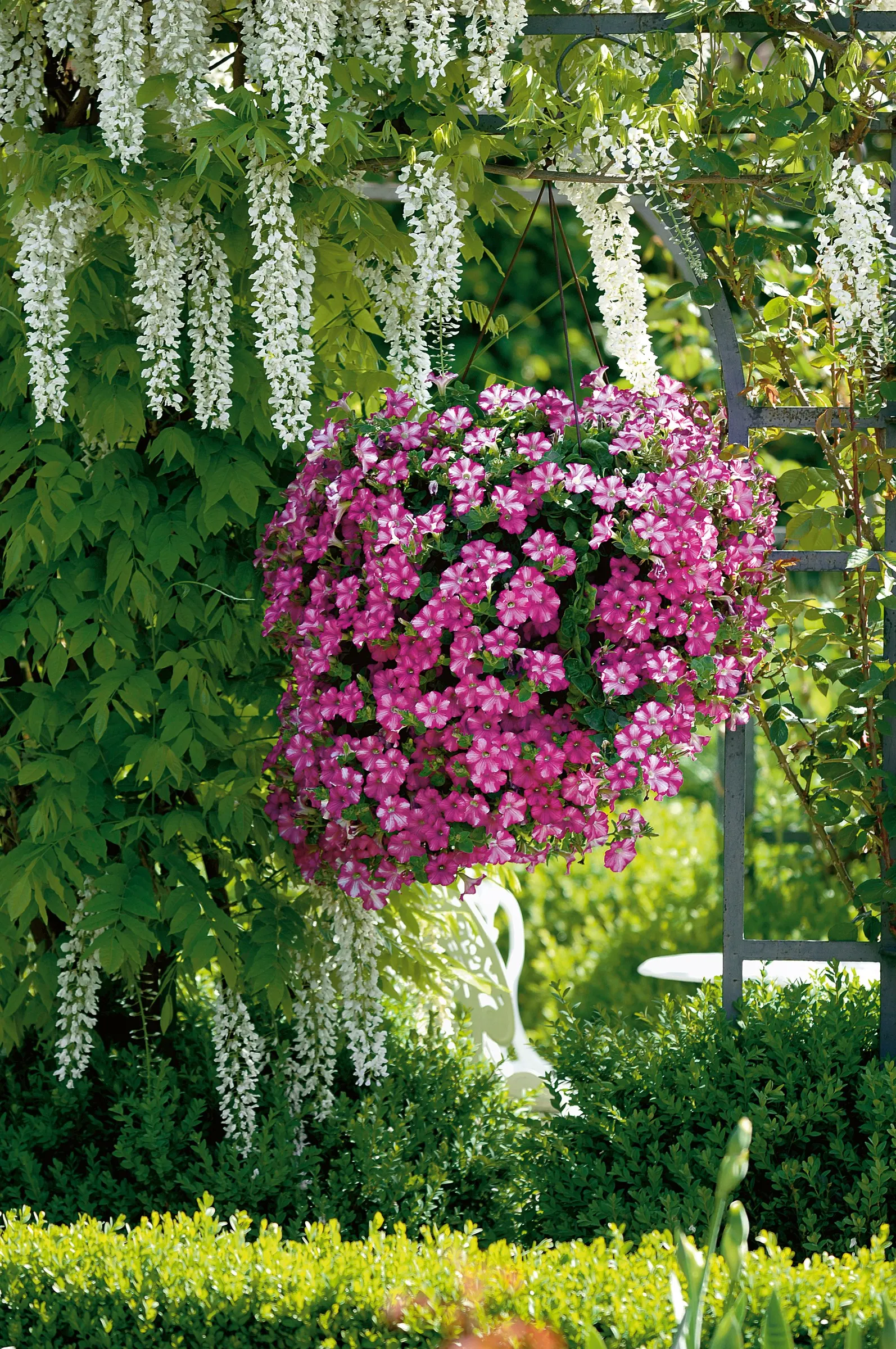 Raspberry Rush™ Petunia — commonly referred to as Raspberry Rush™ Petunia