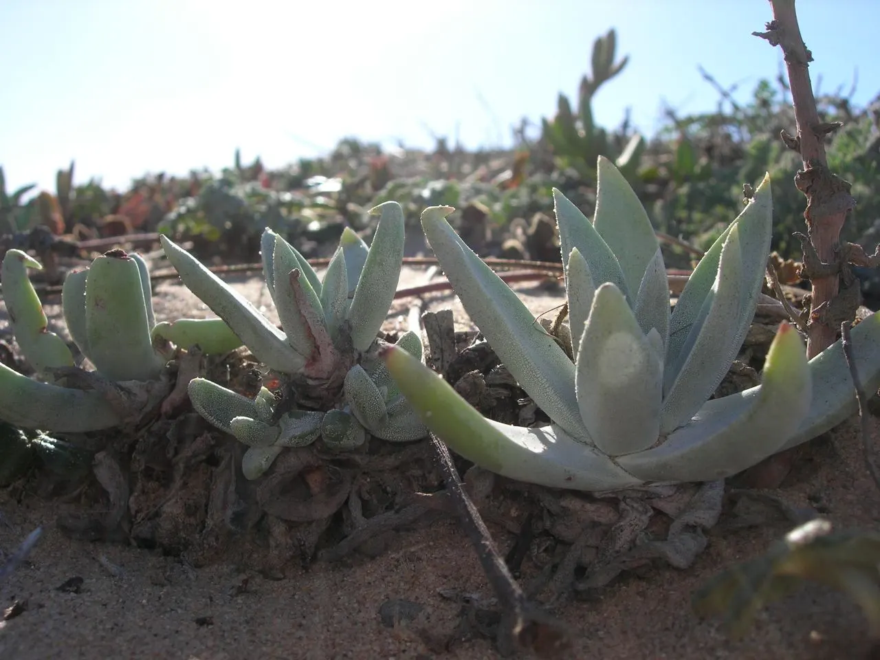 Palmer's Dudleya (Dudleya Palmeri) — Its summer bloom of yellow flowers on stems reaching 18 inches tall attracts pollinators