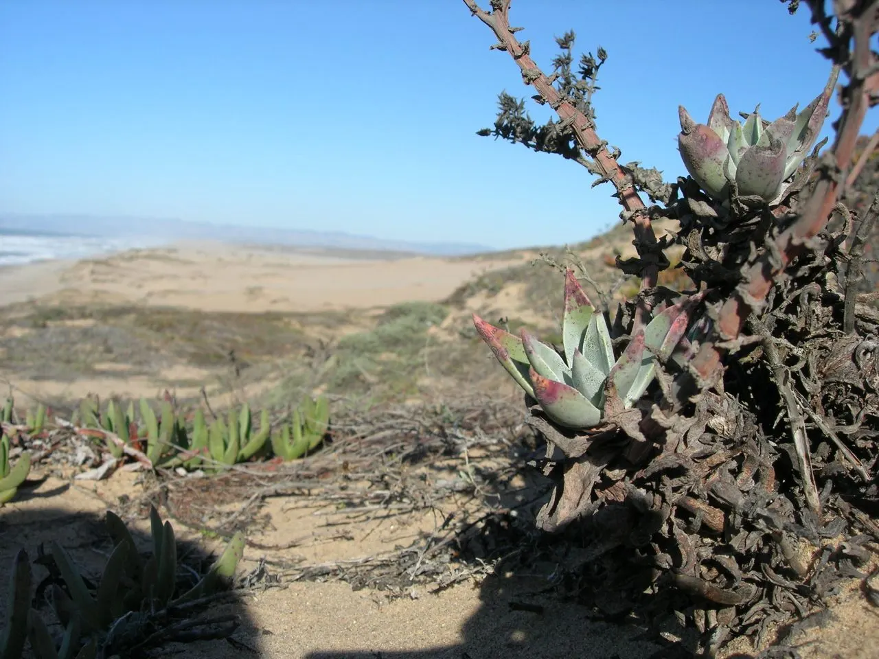 Palmer's Dudleya (Dudleya Palmeri) — With fleshy, pale green leaves, it requires minimal water, fitting seamlessly into drought-tolerant designs
