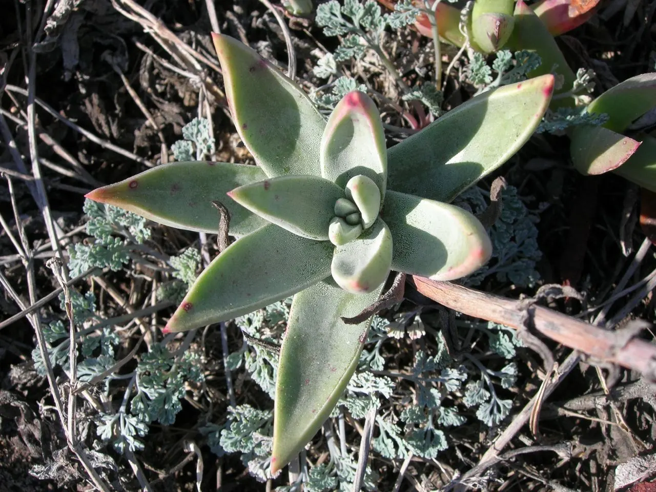 Palmer's Dudleya (Dudleya Palmeri) — Palmer's Dudleya (Dudleya palmeri) is a succulent, forming rosettes up to 12 inches wide