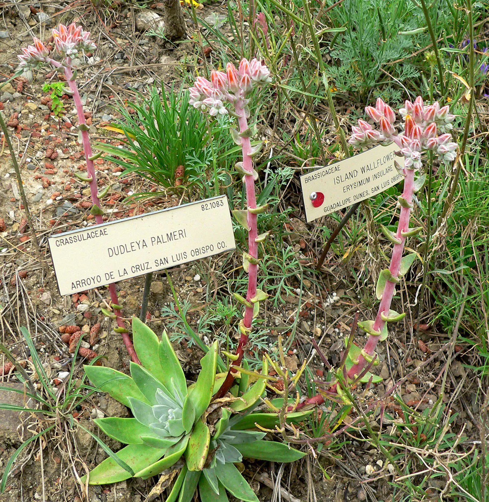 Palmer's Dudleya (Dudleya Palmeri) — This California native thrives in USDA zones 9-11, preferring well-drained soil and full sun to partial shade